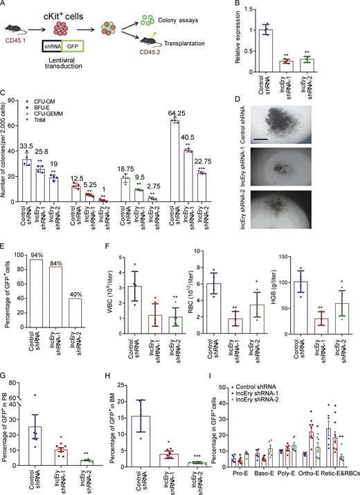 Erythroid differentiation is impaired by lncEry knockdown in HSPCs. (A) Schematic of the experimental procedure of gene knockdown. Briefly, GFP-fused control or lncEry shRNA lentiviruses were transduced into donor (CD45.1+) murine cKit+ HSPCs, which were injected into lethally irradiated (9.5 Gy) recipient (CD45.2+) mice with the indicated GFP+ percentage, or GFP+ cells were sorted and analyzed by colony assay. (B) cKit+ cells stably expressing different sets of lncEry shRNAs were collected for qPCR analysis (n = 4). (C) GFP+ cells were cultured for 10–14 d for CFU assays in complete methylcellulose-based medium, and colonies were counted (n = 4). (D) Colony assays of GFP+ cells transfected with control or lncEry shRNAs. Representative images from triplicate experiments are shown. Scale bar, 200 μm. (E) Percentage of GFP+ cells before transplantation into recipient mice (n = 5–7 mice per group). (F) Absolute numbers or concentrations of indicated items in PB 21 d after transplantation (n = 3–7 mice per group). (G and H) Percentage of GFP+ cells in recipient mice PB or BM 21 d after transplantation (n = 3–7 mice per group). (I) Percentage of Pro-Es, basophilic erythroblasts (Baso-Es), polychromatic erythroblasts (Poly-Es), orthochromatic erythroblasts (Ortho-Es), Retic-Es, or RBCs in GFP+ cells of recipient mice BM (n = 3–7 mice per group). Two independent experiments for B–I. Data are represented as mean ± SD. *, P < 0.05; **, P < 0.01; ***, P < 0.001; one-way ANOVA.