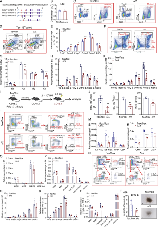 Erythroid differentiation is impaired in lncEry Δ/Δ mouse. (A) Schematic of the loxP sequence integration into exons 1–2 of lncEry isoform-3 using CRISPR/Cas9 technology. (B) Cell numbers in flox/flox and Δ/Δ mouse BM (n = 8–9 mice per group). (C) Gating strategies for FACS analysis of T, B, and myeloid cells. MAC, magnetic activated cell sorting; SSC, side scatter. (D) Plot of CD44 vs. FSC of the Ter119-positive cells with gating for Pro-E, Baso-E, Poly-E, Ortho-E, Retic-E, or RBC populations. FSC, forward scatter. (E) Percentage of indicated cell populations in Ter119+ cells from control and lncEry cKO mice (n = 4 mice per group). (F) Gating strategies for CD71/Ter119 staining (R1, Pro-E; R2, Baso-E; R3, Poly-E; R4, Ortho-E, Retic-E, RBC). (G) Percentage of indicated cell populations in the BM of flox/flox or Δ/Δ mice (n = 4 mice per group). (H) Percentage of indicated cell populations in BM of flox/flox or Δ/Δ mice treated with PHZ (100 μg/g) for 72 h (n = 4–5 mice per group). (I) Experimental design for noncompetitive transplantation. Mice were treated with 25 μg/g poly(I:C) three times every other day before transplantation. (J) Absolute numbers or concentrations of the indicated items in the PB 2 mo after transplantation. (K) Percentage of indicated cell populations in the BM of recipient mice 2 mo after transplantation (n = 5–7 mice per group). (L) Gating strategies for FACS of the indicated cells. (M and N) Percentage of indicated cell populations in BM cells from control and lncEry cKO mice (M) and related gating strategies (N; n = 4–5 mice per group). (O–Q) Percentage of indicated cell populations in the spleens of flox/flox or Δ/Δ mice (n = 4–5 mice per group). (R and S) Percentage of indicated cell populations in the fetal livers of Vav-Cre;lncEryfl/fl or lncEryfl/fl mice at E13.5 (n = 6–8 mice per group). (T) BFU-E colony assays of 500 control or lncEry cKO BM cells cultured in methylcellulose-based medium with EPO cytokine stimulation for 10–14 d. Scale bar, 100 μm (n = 5 wells). Three independent experiments for B, E, G, M, and O–T. Two independent experiments for H and J + K. Data are represented as mean ± SD. *, P < 0.05; **, P < 0.01; ***, P < 0.001; unpaired two-tailed Student’s t test.