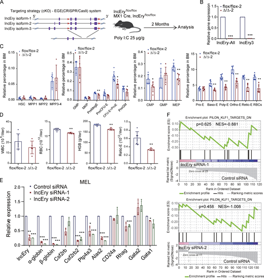 lncEry deletion impairs erythroid differentiation. (A) Schematic of loxP sequences integrated into the lncEry locus (left). Schematic of cKO mice induced with MX1-Cre for 2 mo before flow cytometry analysis. (B) qPCR analysis of lncEry isoform expression in flox/flox-2 or Δ/Δ-2 BM cells (n = 3 samples). (C) Percentage of indicated populations in the BM of flox/flox-2 or Δ/Δ-2 mice (n = 4–6 mice per group). (D) Absolute numbers or concentrations of indicated items in the PB of flox/flox-2 or Δ/Δ-2 mice (n = 5–6 mice per group). (E) qRT-PCR analysis of indicated genes in lncEry-depleted MEL cells (n = 3–4 samples). (F) GSEA enrichment plot of Klf1 target gene set for DEGs between control and lncEry siRNAs in MEL cells. Three independent experiments for B–E. Data are represented as mean ± SD. *, P < 0.05; **, P < 0.01; ***, P < 0.001; unpaired two-tailed Student’s t test for B–D; one-way ANOVA for E.