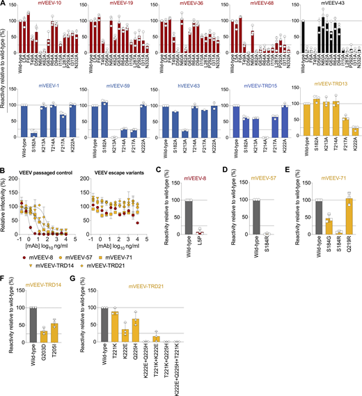 Epitope mapping of anti-VEEV mAbs using alanine scanning and viral escape mutagenesis. (A) Alanine or serine mutations were introduced at each residue of the E2 ectodomain in a plasmid encoding VEEV TrD p62-6K-E1 structural proteins. HEK-293T cells were transfected with each mutant plasmid, stained with anti-VEEV mAbs, and processed by flow cytometry. Critical binding residues for each anti-VEEV mAb are defined in Materials and methods. Data are the mean ± SD of two to four experiments. Anti-VEEV mAb binding data spanning the entire E2 ectodomain are described in Table S1. Dotted lines indicate 25% and 100% reactivity relative to mAb binding to wild-type VEEV TrD p62-6K-E1. Data for critical residues are representative of two to three experiments. (B) Neutralization escape viruses were generated by serial passage of VEEV TC-83 in the presence of indicated anti-VEEV or an isotype control mAb for 6 d. Data are representative of one experiment performed in duplicate. Each anti-VEEV selection mAb was tested for neutralizing activity against a control virus pool passaged in parallel with an isotype control mAb (left) and its escape virus pool (right). (C–G) Mutations in the escape virus pools were identified using next-generation sequencing and engineered into the plasmid encoding VEEV TrD p62-6K-E1 structural proteins for transfection of HEK-293T cells. Cells were stained with the selecting mAb and analyzed by flow cytometry. Data are the mean ± SD from three to four independent experiments. Refer to the image caption for details.