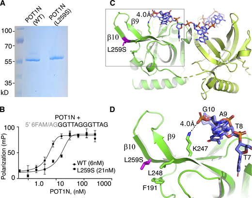 POT1(L259S) binds DNA with reduced affinity. (A) SDS-PAGE gel of WT and mutant POT1N. (B) FP assays of WT and mutant POT1N. The data show that POT1(L259S) binds telomeric DNA with ∼3.5-fold reduced affinity compared with the WT protein. mP, milipolarization. (C) Structure of POT1N (green), DNA (blue/orange; PDB ID: 1XJV). (D) Zoom in at the second OB fold of POT1N and where the mutation L259S is located; same residue and nucleotide numbering as in Lei et al. (2004). Residues (L248, F191) involved in contacts with L259S are shown. Also, K247, which makes a weak hydrogen bond with the backbone of the telomeric DNA, is shown. Source data are available for this figure: SourceData F2. Refer to the image caption for details.