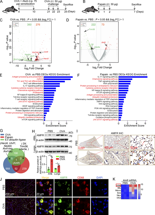 AMFR is upregulated in asthmatic AMs. (A) Schematic protocol of the OVA-induced asthma model. Mice were sensitized with 75 μg OVA + Alum adjuvant i.p. on days 0 and 10, and then challenged with OVA (50 μg) i.t. on days 21, 22, and 23. On day 25, asthma was detected. (B) Schematic graph of the papain-induced asthma model. Mice were sensitized with 30 μg papain (i.t.) on days 0, 1 and 3, and then sacrificed on day 7. (C and D) Volcano plots for DEGs screened by RNA-seq in AMs of mice with OVA- or papain-induced asthma compared with PBS mice. DEGs were defined using the following criteria: FC, fold-change <0.5 or >2 and P < 0.05. (E and F) KEGG enrichment analysis of DEGs in the OVA vs. PBS group and papain vs. PBS group, respectively. (G) Venn diagram of the overlap from 205 E3 Ub ligases genes in the GO database, and DEGs in the OVA and papain groups. (H) Immunoblot analysis of AMFR protein expression in lung tissues and AMs from WT mice challenged with OVA. The lower panel shows the quantification of the immunoblots in the upper panel, presented as the ratio of AMFR to β-actin. Each symbol represents one mouse. Data are presented as mean ± SD from one representative of three independent experiments. *, P < 0.05 (Student’s t test). (I) Immunohistochemical (IHC) examination of AMFR expression in lung tissues of OVA-induced mice. Scale bars: 2 mm, 400 μm, and 50 μm. (J) Immunofluorescence analysis of AMFR expression in the lung tissues. AMFR (green), AM marker CD68 (red), cell nucleus (DAPI, blue), merge (AMFR + CIS + DAPI); scale bars: 200 and 20 μm. (K) Heatmap summarizing Amfr mRNA expression in lung AM, IMs, eosinophils (Eos), monocytes (Mono), neutrophils (Neu), and DCs from PBS and OVA mice. Data shown are representative of three independent experiments (H–J). Source data are available for this figure: SourceData F1. Refer to the image caption for details.