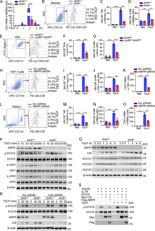 AMFR positively regulates TSLP-induced production of GM-CSF by targeting CIS. (A) mRNA levels of GM-CSF in Amfr+/+ and Amfr−/− BMDMs under TSLP (10 ng/ml) stimulation as measured using qRT-PCR. (B) Flow cytometry of GM-CSF in Amfr+/+ and Amfr−/− BMDMs under TSLP stimulation (10 ng/ml) for 3 h. SSC, side scatter. (C and D) Percentage and mean fluorescence intensity (MFI) of GM-CSF-producing cells (GM-CSF+) in BMDMs. (E) Flow cytometry of GM-CSF in AMs from Amfrfl/fl and LysMCreAmfrfl/fl mice BALF under TSLP stimulation (10 ng/ml) for 3 h. (F and G) Percentage and mean fluorescence intensity (MFI) of GM-CSF–producing cells (GM-CSF+) in AMs. (H–K) THP-1 cells were transfected with lentivirus-mediated AMFR shRNA or Scr shRNA, followed by stimulation with PMA (100 ng/ml) for 24 h to differentiate to macrophages, and then treated with TSLP for 3 h. The protein (H) and mRNA (K) expression of GM-CSF were measured using flow cytometry and qRT-PCR, respectively. (I and J) Percentage and MFI of GM-CSF–producing macrophages in THP-1 cells (gated on CD11b+). (L–O) PBMCs were transfected with lentivirus-mediated AMFR shRNA or Scr shRNA, and then treated with TSLP (10 ng/ml) for 3 h. The protein (L) and mRNA (O) expression of GM-CSF were measured using flow cytometry and qRT-PCR, respectively. (M and N) Percentage and MFI of GM-CSF–producing PBMCs (gated on CD11b+). (P and Q) Immunoblot analysis of phosphorylated (p-) STAT5, JAK1, JAK2, total STAT5, JAK1, JAK2, CIS, SOCS1, SOCS2, SOCS3, and β-actin in whole cell lysates of Amfr+/+ and Amfr−/− BMDMs stimulated with TSLP (10 ng/ml) at various time points. (R) Immunoblot analysis of phosphorylated and total STAT5 protein levels in Amfr+/+ and Amfr−/− BMDMs transfected with lentivirus-mediated Cish shRNA or Scr shRNA, and 48 h later, stimulated with TSLP (10 ng/ml) at various time points. (S) Immunoblot analysis of phosphorylated and total STAT5 in HEK293T cells transfected with various combinations (upper lanes) of plasmids encoding IL-7R, TSLPR, STAT5, Flag-AMFR, and Myc-CIS, and 48 h after transfection, stimulated with TSLP (10 ng/ml) for 60 min. Data are presented as mean ± SD from three independent experiments with biological duplicates in each (A, C, D, F, G, I–K, and M–O) or are representative of three independent experiments (B, E, H, L, and P–S). **, P < 0.01; ***, P < 0.001; ****, P < 0.0001 (two-way ANOVA with Sidak’s post hoc analysis, A; two-way ANOVA with Tukey’s post hoc analysis, C, D, F, G, I–K, and M–O). Source data are available for this figure: SourceData F5. Refer to the image caption for details.