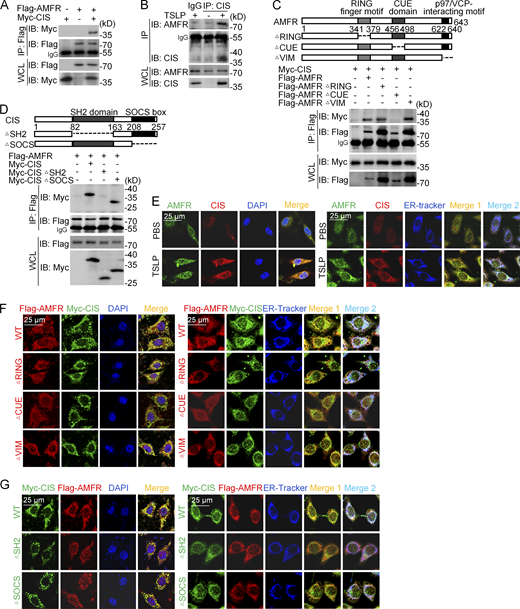 AMFR interacts with CIS. (A) Immunoprecipitation (IP) and immunoblot (IB) analysis of lysates of HEK293T cells transfected with various combinations (upper lanes) of plasmids encoding Flag-AMFR and Myc-CIS. WCL, whole-cell lysate. (B) Immunoprecipitation and immunoblot analysis of BMDMs stimulated with TSLP (10 ng/ml), followed by IP with anti-CIS Ab and IgG as negative control. (C) Immunoprecipitation and immunoblot analysis of lysates of HEK293T cells transfected with Myc-CIS, plus Flag-AMFR or Flag-AMFR mutants—namely AMFR ΔRING (RING finger motif deletion), AMFR ΔCUE (CUE domain deletion), or AMFR ΔVIM (p97/VCP-interacting motif deletion)—followed by IP with the anti-Flag Ab. (D) Immunoprecipitation and immunoblot analysis of HEK293T cells transfected with Flag-AMFR, plus Myc-CIS, or Myc-CIS mutants—namely CIS ΔSH2 (SH2 domain deletion) or CIS ΔSOCS (SOCS box deletion)—followed by IP with the anti-Flag Ab. (E) Confocal microscopy imaging of BMDMs stimulated with TSLP (10 ng/ml) and labeled with antibodies for AMFR (green) and CIS (red), along with DAPI and ER tracker, respectively. Merge, AMFR + CIS + DAPI; merge 1, AMFR + CIS; and merge 2, AMFR + CIS + ER-tracker. (F) Confocal microscopy imaging of HeLa cells expressing Flag-AMFR, Flag-AMFR mutant vectors (red), and Myc-CIS (green) with antibodies to the appropriate protein, along with DAPI and ER tracker, respectively. Merge, Flag-AMFR + Myc-CIS + DAPI; merge 1, Flag-AMFR + Myc-CIS; and merge 2, Flag-AMFR + Myc-CIS + ER-tracker. (G) Confocal microscopy imaging of HeLa cells expressing Myc-CIS, Myc-CIS mutant vectors (green), and Flag-AMFR (red) with antibodies to the appropriate protein, along with DAPI and ER tracker, respectively. Merge, Flag-AMFR + Myc-CIS + DAPI; merge 1, Flag-AMFR + Myc-CIS; and merge 2, Flag-AMFR + Myc-CIS + ER-tracker. Blue indicates cell nucleus DAPI or ER-tracker. Scale bar: 25 μm. Data shown are representative of three independent experiments (A–G). Source data are available for this figure: SourceData F7. Refer to the image caption for details.