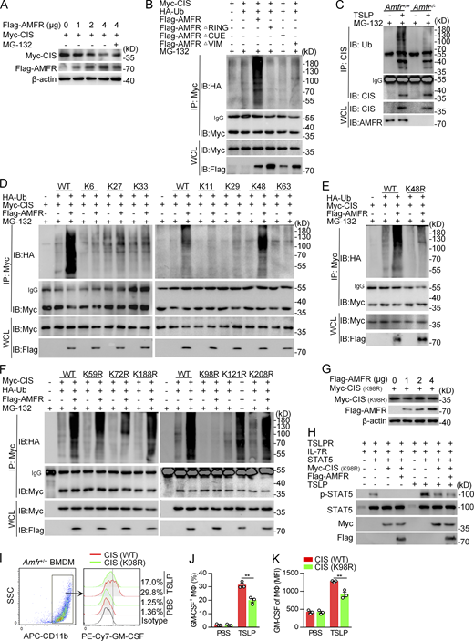 AMFR promotes the degradation and K48-linked polyubiquitination of CIS. (A) Immunoblot (IB) analysis of CIS protein expression in HEK293T cells transfected with Myc-CIS and different amounts of Flag-AMFR. The proteasome inhibitor MG132 was added to treat the cells for 4 h, if necessary. β-Actin acted as a loading control. WCL, whole-cell lysate. (B) Immunoprecipitation (IP) and immunoblot (IB) analysis of ubiquitination of CIS in HEK293T cells cotransfected with Myc-CIS, HA-Ub, along with Flag-AMFR, Flag-AMFR ΔRING, Flag-AMFR ΔCUE, or Flag-AMFR ΔVIM. (C) Immunoprecipitation and immunoblot analysis of ubiquitination of CIS in Amfr+/+ and Amfr−/− BMDMs stimulated with TSLP (10 ng/ml) for 4 h. (D and E) HEK293T cells were transfected with Myc-CIS and Flag-AMFR, along with HA-Ub or its mutants (K6, K11, K27, K29, K33, K48, K63, and K48R). Cell lysates were subjected to immunoprecipitation by the anti-Myc Ab, and then immunoblotted with the indicated antibodies. (F) Myc-CIS or its mutants (K59R, K72R, K98R, K121R, K188R, and K208R) were individually transfected into HEK293T cells, along with Flag-AMFR and HA-Ub. Cell lysates were subjected to immunoprecipitation by the anti-Myc Ab, and then immunoblotted with the indicated antibodies. (G) Immunoblot analysis of CIS protein levels in HEK293T cells transfected with Myc-CIS (K98R) with different amounts of Flag-AMFR. β-Actin acted as a loading control. (H) Immunoblot analysis of phosphorylated and total STAT5 in HEK293T cells transfected with various combinations (upper lanes) of plasmids encoding IL-7R, TSLPR, STAT5, Flag-AMFR, and Myc-CIS (K98R), and 48 h later, stimulated with TSLP (10 ng/ml) for 60 min. (I) Flow cytometry of GM-CSF–producing cells in BMDMs under stimulation of TSLP (10 ng/ml) for 3 h. SSC, side scattert. (J and K) Percentage and MFI of GM-CSF–positive cells in macrophages as presented in I. MFI, mean fluorescence intensity. Data are representative of three independent experiments (A–I) or are presented as mean ± SD from three independent experiments with biological duplicates in each (J and K). **, P < 0.01 (two-way ANOVA with Tukey’s post hoc analysis, J and K). Source data are available for this figure: SourceData F8. Refer to the image caption for details.