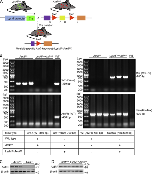 Generation and identification of myeloid-specific AMFR-deficient (LysMCreAmfrfl/fl) mice. (A) Mice conditionally containing a loxP sequence flanking the seventh and eighth exon of Amfr gene (Amfrfl/fl) were crossed with Lysozyme M-Cre mice, which expressed Cre recombinase downstream of the lysozyme LysM promoter (LysMCre). (B) Mice were genotyped using PCR analysis of DNA obtained from tail snip. AMFR-deficient (LysMCreAmfrfl/fl) mice have a 639-bp product for the loxP-targeted allele and a 700-bp product for the LysM-Cre allele. Amfrfl/fl mice have a 639-bp product for the loxP-targeted allele and a 350-bp product for the WT allele. (C) Protein expression of AMFR in BMDMs. (D) Protein expression of AMFR in lung tissues. All genotypes were generated on a pure C57BL/6 background. Data are presented from one representative of three independent experiments (n = 3, B–D). Source data are available for this figure: SourceData FS2. Refer to the image caption for details.