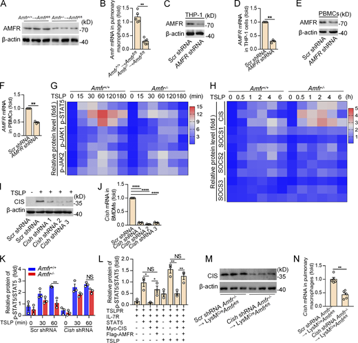 AMFR is required for TSLP signaling. (A and B) The protein and mRNA expression of AMFR in pulmonary macrophages after AM adoptive transfer. (C–F) The knockdown efficiency of AMFR shRNA in THP-1 cells and PBMCs was detected using Western blot (C and E) and qRT-PCR analysis (D and F). (G and H) Immunoblot analysis of phosphorylated (p-) STAT5, JAK1, JAK2, total STAT5, JAK1, JAK2, CIS, SOCS1, SOCS2, SOCS3, and β-actin in whole-cell lysates of BMDMs stimulated with TSLP (10 ng/ml) at various time points. The quantification of the blots was performed using ImageJ and is shown in a heatmap. (I and J) The knockdown efficiency of Cish shRNAs in BMDMs was detected using Western blot (I) and qRT-PCR analysis (J). (K) Immunoblot analysis of phosphorylated and total STAT5 protein levels in BMDMs transfected with lentivirus-mediated Cish shRNA or Scr shRNA, and 48 h later, stimulated with TSLP (10 ng/ml) at various time points. (L) Immunoblot analysis of phosphorylated and total STAT5 in HEK293T cells transfected with plasmids encoding IL-7R, TSLPR, STAT5, Flag-AMFR, and Myc-CIS, and 48 h later, stimulated with TSLP (10 ng/ml) for 60 min. The quantification of the blots was performed using ImageJ. (M and N) The knockdown efficiency of CIS in vivo was detected using Western blot (M) and qRT-PCR analysis (N). Data shown are representative of three independent experiments (A, C, E, I, and M). Each symbol represents one mouse, and data are presented as mean ± SD from one representative of three independent experiments (n = 5 mice per group per experiment; B and N). Each symbol represents data from an independent experiment, and data are presented as mean ± SD from one representative of three independent experiments (n = 3; D, F, and J–L). *, P < 0.05; **, P < 0.01; ****, P < 0.0001 (Student’s t test, B, D, F, J, and N; two-way ANOVA with Tukey’s post hoc analysis, K; and one-way ANOVA with Tukey’s post hoc analysis, L). Source data are available for this figure: SourceData FS3. Refer to the image caption for details.