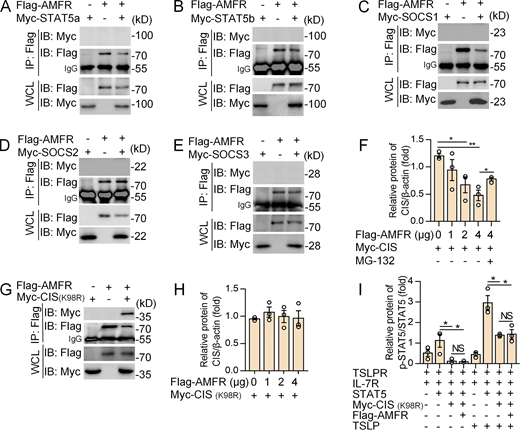 AMFR promotes the degradation of CIS through proteasome pathway. (A–E) Coimmunoprecipitation and immunoblot analysis of HEK293T cells cotransfected with Flag-AMFR and Myc-STAT5a (A), Myc-STAT5b (B), Myc-SOCS1 (C), Myc-SOCS2 (D), and Myc-SOCS3 (E), followed by IP with the anti-Flag Ab. WCL, whole-cell lysate. (F) Immunoblot analysis of CIS protein levels in HEK293T cells transfected with Myc-CIS with different amounts of Flag-AMFR. The proteasome inhibitor MG132 was added to treat the cells for 4 h, if necessary. β-Actin acted as a loading control. The quantification of the blots was analyzed by ImageJ. (G) Coimmunoprecipitation and immunoblot analysis of HEK293T cells cotransfected with Flag-AMFR and Myc-CIS (K98R), followed by immunoprecipitation with the anti-Flag Ab. (H) Immunoblot analysis of CIS protein levels in HEK293T cells transfected with Myc-CIS (K98R) with different amounts of Flag-AMFR. β-Actin acted as a loading control. The quantification of the blots was performed using ImageJ. (I) Immunoblot analysis of phosphorylated and total STAT5 in HEK293T cells transfected with plasmids encoding IL-7R, TSLPR, STAT5, Flag-AMFR, and Myc-CIS (K98R), and after 48 h, stimulated with TSLP (10 ng/ml) for 60 min. The quantification of the blots was performed using ImageJ. Data are presented from one representative of three independent experiments (n = 3, A–E, and G), or are presented as mean ± SD from three independent experiments with biological duplicates in each (F, H, and I). *, P < 0.05; **, P < 0.01 (one-way ANOVA with Dunn’s post hoc analysis, F, H, and I). Source data are available for this figure: SourceData FS5. Refer to the image caption for details.