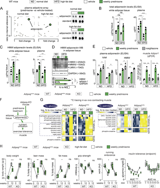 Adiponectin production is required for intermittent prednisone effects on muscle performance. (A) Serum adipokine arrays identified adiponectin as a top upregulated hit after weekly prednisone regimens in both normal and HFD conditions. (B and C) After 12 wk of treatment, total and HMW adiponectin levels were elevated in fat tissue and circulation of mice on normal and HFDs. (D) WB confirmation of HMW adiponectin trends in adipose tissue. (E) Weekly prednisone upregulated adiponectin to a modestly lower level than rosiglitazone. However, compared to rosiglitazone, treatment significantly upregulated muscle Adipor1, underscoring the treatment effects on the fat–muscle axis. (F–H) Body-wide ablation of adiponectin (Adipoq-KO) blocked the effects of weekly prednisone on nutrient oxidation (G) and adiposity and exercise tolerance (H) seen in the Adipoq-WT littermates. Line plots, single values with min-max boxplots and connected medians; histograms, single values and mean ± SEM. All panels report data verified in at least two independent experiments. n = 5 mice/group (A–C and H), 3 mice/group (D, E, and G). *, P < 0.05; **, P < 0.01; ***, P < 0.001; (B–E) one-way Welch’s ANOVA with Tukey multiple comparison; (H) two-way ANOVA. Source data are available for this figure: SourceData F3. Refer to the image caption for details.