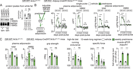 Adipose GR is required for adiponectin elevation by intermittent prednisone. (A) WB confirming inducible GR ablation in adipose tissue of fat GR-KO mice but not fat GR-WT littermates. (B) Total and HMW-adiponectin levels are transiently increased after a single prednisone pulse in fat GR-WT mice, while this effect is lost in fat GR-KO mice. (C) Analogous trends were obtained after 12 wk of intermittent prednisone during HFD exposure. This correlated with treatment effects on muscle performance recapitulated in fat GR-WT mice and blocked in fat GR-KO mice, despite treatment-induced Adipor1 upregulation in muscle in both mice. All panels report data verified in at least two independent experiments. Line plots, mean values with SEM; histograms, single values and mean ± SEM. n = 5 mice/group. *, P < 0.05; **, P < 0.01; ***, P < 0.001; (A and C) one-way Welch’s ANOVA with Tukey multiple comparison; (B) two-way ANOVA with Tukey multiple comparison for time points. Source data are available for this figure: SourceData F4. Refer to the image caption for details.