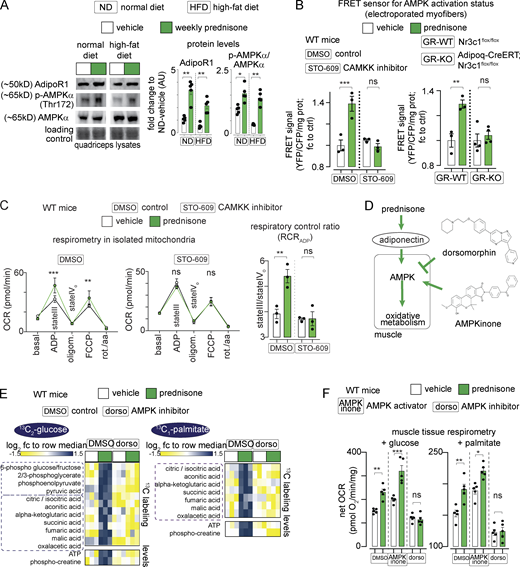 Pulsatile prednisone activates the AMPK response to adiponectin in muscle. (A) Representative blots showing that intermittent prednisone increased the protein levels of total ADIPOR1 and phosphorylated AMPK in both normal and obese muscle. (B) FRET sensor in electroporated myofibers showed increased AMPK activity in muscle after a prednisone pulse. In WT mice, this effect was blunted by co-injection with the CAMKK inhibitor STO-609 (left). In line with GR-driven adiponectin elevation, this effect in muscle was blunted by fat-restricted GR ablation (right). (C) A prednisone pulse increased mitochondrial RCR in isolated muscle mitochondria and this effect was blunted by the CAMKK inhibitor STO-609. (D) Treatment effects on muscle AMPK were challenged with small-molecule AMPK modulators dorsomorphin (non-selective AMPK inhibitor) and AMPKinone (specific AMPK activator). (E) Dorsomorphin blocked the gain in nutrient oxidation and aerobic energy production induced by a prednisone pulse, shown here with 13C tracing in isolated muscle. (F) Muscle tissue respirometry showed that AMPKinone had additive effects on glucose- and palmitate-fueled respiration, while dorsomorphin abrogated prednisone-induced gains. Histograms, single values, and mean ± SEM. All panels report data verified in at least two independent experiments. n = 5 mice/group (A and F), n = 3 mice/group (B–E). *, P < 0.05; **, P < 0.01; ***, P < 0.001; one-way Welch’s ANOVA with Tukey multiple comparison; C (OCR curves): two-way ANOVA with Tukey multiple comparison for time points. Source data are available for this figure: SourceData F5. Refer to the image caption for details.
