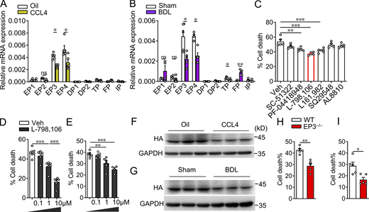 Inhibition of EP3 decreases mouse NK cell cytotoxicity against activated HSCs. (A) The expression profile of PG receptors in primary NK cells from livers of CCL4-treated mice (n = 4–5 per group). (B) The expression profile of PG receptors in primary NK cells from livers of BDL mice (n = 4–5 per group). (C) Primary NK cells from mouse spleen were tested for cytotoxicity against activated mouse HSCs (NK:HSC = 10:1) after treatment of inhibitors of PG receptors (SC-51322 for EP1; PF-04418948 for EP2; L-798,106 for EP3; L161,982 for EP4; SQ29548 for TP; and AL8810 for FP; n = 5 per group). (D and E) Dose-dependent effect of EP3 inhibitor L-798,106 on mouse splenic (D) and hepatic (E) NK cell–mediated cytotoxicity against activated mouse HSCs (NK:HSC = 10:1; n = 4–6 per group). (F and G) Western blot analysis of protein levels of EP3 in hepatic NK cells from CCL4-treated (F) and BDL-treated (G) HA-tagged EP3 transgenic mice. (H) Cytotoxicity of NK cells from spleen of EP3−/− mice against activated mouse HSCs (NK:HSC = 10:1; n = 5 per group). (I) Cytotoxicity of NK cells from liver of EP3−/− mice against activated mouse HSCs (NK:HSC = 10:1; n = 5 per group). Data are representative of two independent experiments (A–H). Data represent mean ± SEM. Statistical significance was evaluated by Mann–Whitney U tests (A, B, H, and I) and one-way ANOVA followed by Tukey’s test for multiple comparisons (C, D, and E). *, P < 0.05; **, P < 0.01; ***, P < 0.001. Source data are available for this figure: SourceData F1.