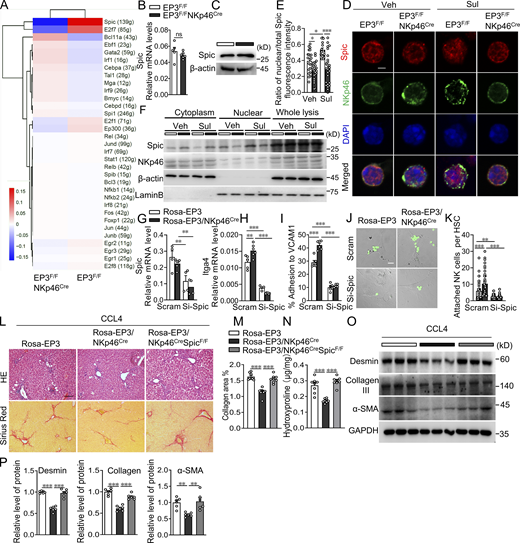 TF Spic is required for EP3-mediated Itga4 expression in DP NK cells. (A) Inferred TFs in control and EP3-deficient DP NK cells by SCENIC analysis. (B) Relative mRNA level of Spic in control and EP3-deficient DP NK cells (n = 5–6 per group). (C) Western blot assay of Spic in control and EP3-deficient DP NK cells. (D and E) Representative immunofluorescence images (D) and ratio (E) of nuclear distribution of Spic in EP3 agonist-treated DP NK cells (n = 15–25 per group). Scale bars, 2 μm. (F) Western blot assay of cytosol-nuclear distribution of Spic in EP3 agonist-treated DP NK cells. (G) Knockdown efficiency of siRNA of Spic in control and EP3-overexpressed DP NK cells (n = 4–6 per group). (H) Relative mRNA level of Itga4 in control and EP3-overexpressed DP NK cells after knockdown of Spic in NK cells (n = 4–6 per group). (I) Ratio of adhesion of EP3-overexpressed DP NK cells to VCAM1 after knockdown of Spic in NK cells (n = 5–6 per group). (J and K) Representative immunofluorescence images (J) and ratio (K) of adhesion of EP3-overexpressed DP NK cells to activated HSCs after knockdown of Spic in NK cells (n = 35–40 per group). Scale bars, 20 μm. (L) H&E and Sirius red staining of CCL4-treated liver from Rosa-EP3/NKp46Cre and Rosa-EP3/NKp46CreSpicF/F mice. Scale bars, 100 μm. (M) Quantification of Sirius red–stained collagen in L (n = 8 per group). (N) Quantification of hepatic hydroxyproline in CCL4-treated liver from Rosa-EP3/NKp46Cre and Rosa-EP3/NKp46CreSpicF/F mice (n = 8 per group). (O) Western blot analysis of protein levels of α-SMA, collagen III, and desmin in CCL4-treated liver from Rosa-EP3/NKp46Cre and Rosa-EP3/NKp46CreSpicF/F mice. (P) Quantification of protein levels in O (n = 6 per group). Data are representative of two independent experiments (B–P). Data represent mean ± SEM. Statistical significance was evaluated with Mann–Whitney U test (B), two-way ANOVA followed by Tukey’s test for multiple comparisons (E, G–I, and K), and one-way ANOVA followed by Tukey’s test for multiple comparisons (M, N, and P). *, P < 0.05; **, P < 0.01; ***, P < 0.001. Source data are available for this figure: SourceData F5.