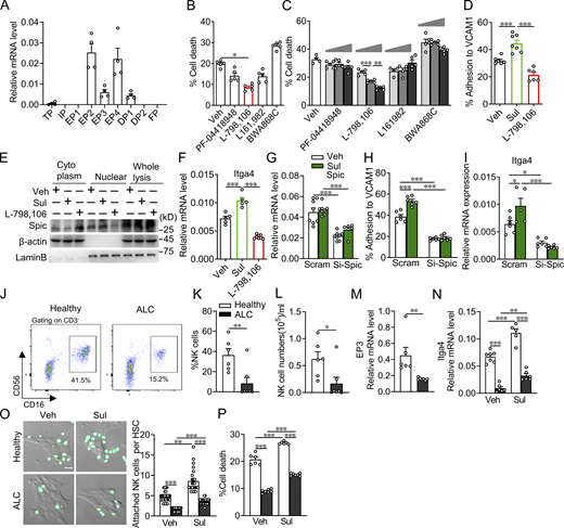 Activation of EP3 enhances human NK-92MI cell adhesion to VCAM1 through Spic. (A) Expression profile of PG receptors in human NK cells (NK-92MI; n = 4 per group). (B) Cytotoxicity toward LX-2 cells (human HSC cell line) was analyzed in NK-92MI cells (NK-92MI:LX2 = 10:1) after treatment with inhibitors of PG receptors (PF-04418948 for EP2; L-798,106 for EP3; L161,982 for EP4; and BW A868C for DP1; n = 5 per group). (C) Dose-dependent effect of PG receptor inhibitor on NK-92MI cell–mediated cytotoxicity toward LX-2 cells (NK-92MI:LX2 = 10:1; n = 4–5 per group). (D) Ratio of adhesion of NK-92MI cells to VCAM1 after treatment with sulprostone or L-798,106 (n = 6–7 per group). (E) Western blot assay of cytosol-nuclear distribution of Spic in NK-92MI cells after treatment with sulprostone or L-798,106. (F) Relative mRNA levels of Itga4 in NK-92MI cells after treatment with sulprostone or L-798,106 (n = 5–8 per group). (G)Spic expression in NK-92MI cells after treatment with siRNA (n = 6–8 per group). (H) Effect of Spic silencing on adhesion of NK-92MI cells to VCAM1 with sulprostone treatment (n = 6 per group). (I) Effect of Spic silencing on mRNA levels of Itga4 in NK-92MI cells treated with sulprostone (n = 5–6 per group). (J–L) Representative flow cytometric profiles (J), percentages (K), and cell numbers (L) of NK cells from peripheral blood mononuclear cells of healthy controls and patients with ALC (n = 6–7 per group). (M) Relative mRNA levels of EP3 in blood NK cells from healthy controls and patients (n = 6–7 per group). (N) Relative mRNA levels of Itga4 in blood NK cells from healthy controls and patients with sulprostone treatment (n = 5–7 per group). (O) Representative immunofluorescence images and ratio of adhesion of blood NK cells from healthy controls and patients to LX-2 cells with sulprostone treatment (n = 25–31 per group). Scale bars, 20 μm. (P) Cytotoxicity of blood NK cells from healthy controls and patients against LX-2 cells with sulprostone treatment (n = 6–7 per group). Data are representative of two independent experiments (A–I). Data represent mean ± SEM. Statistical significance was evaluated with Kruskal–Wallis tests followed by Dunn’s test for multiple comparisons (B and O), one-way ANOVA followed by Tukey’s test for multiple comparisons (C, D, and F), Mann–Whitney U tests (K–M), and two-way ANOVA followed by Tukey’s test for multiple comparisons (G–I, N, and P). *, P < 0.05; **, P < 0.01; ***, P < 0.001. Source data are available for this figure: SourceData F6. Refer to the image caption for details.