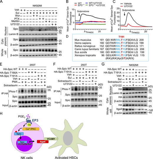 EP3 promotes Itga4 expression in NK cells via Ca2+/PKC/Spic signaling pathway. (A) Effect of Wortmannin (Wor), Pertussis toxin (PTX), U73122, and Melittin on cytosol-nuclear distribution of Spic in NK-92MI cells after treatment with sulprostone. (B) Effect of U73122 on Ca2+ influx in control and EP3-deficient DP NK cells upon sulprostone treatment. (C) Effect of U73122 on Ca2+ influx in NK-92MI cells with sulprostone treatment. (D) Alignment of residues surrounding Spic T191 (red) with the known PKC substrate phosphorylation motif (blue) from various species. (E) Immunoprecipitation analysis of phospho-Spic T191 in lysates of NK-92MI cells transfected with plasmids encoding HA-tagged Spic WT, T166A, or T191A after treatment of PKC inhibitor sotrastaurin and stimulation of PMA. (F) Immunoprecipitation analysis of phospho-Spic T191 in lysates of NK-92MI cells transfected with plasmids encoding HA-tagged Spic WT or T191A after treatment with PKC inhibitor sotrastaurin and stimulation by sulprostone. (G) Western blot assay of cytosol-nuclear distribution of Spic in NK-92MI cells transfected with plasmids encoding HA-tagged Spic WT or T191A after stimulation of sulprostone and treatment of sotrastaurin or U73122. (H) Schematic illustration of EP3-mediated Itga4 expression in NK cells through Ca2+/PKC/Spic signaling. Data are representative of two independent experiments (A–C and E–G). Source data are available for this figure: SourceData F7. Refer to the image caption for details.