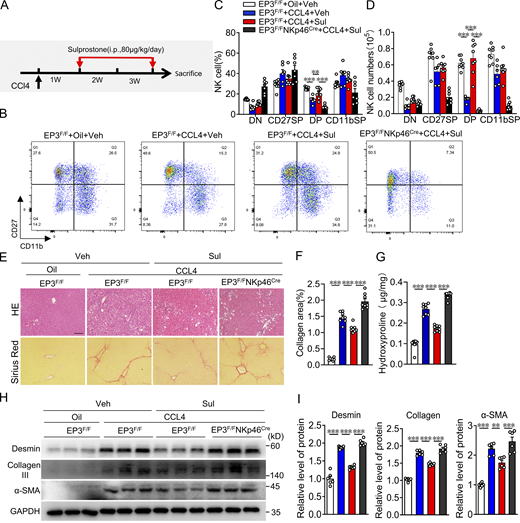 Treatment of EP3 agonist alleviates CCL4-induced LF in mice. (A) Protocol for administration of EP3 agonist sulprostone to CCL4-challenged mice. W, week. (B–D) Representative flow cytometric profiles (B), percentages (C), and numbers (D) of four-stage development of hepatic NK cells from CCL4-challenged mice with or without sulprostone treatment (n = 6–8 per group). (E) H&E and Sirius red staining of liver from CCL4-challenged mice with (Sul) or without (Veh) sulprostone treatment. Scale bars, 100 μm. (F) Quantification of Sirius red–stained collagen in E (n = 8 per group). (G) Quantification of hepatic hydroxyproline in CCL4-treated liver from CCL4-challenged mice with or without sulprostone treatment (n = 8 per group). (H) Western blot analysis of hepatic protein levels of α-SMA, collagen III, and desmin in CCL4-challenged mice with or without sulprostone treatment. (I) Quantification of protein levels in H (n = 6 per group). Data are representative of two independent experiments (B–D and E–I). Data represent mean ± SEM. Statistical significance was evaluated with one-way ANOVA followed by Tukey’s test for multiple comparisons (C, D, F, G, and I). **, P < 0.01; ***, P < 0.001. Source data are available for this figure: SourceData F8.