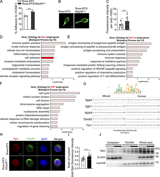 EP3 enhances the adhesion of DP NK cells via Spic. (A) Ratio of cell adhesion to plate-bound VCAM-1 in control and EP3-overexpressed DP NK cells (n = 5 per group). (B) Immunofluorescence images of F-actin stained with phalloidin in control and EP3-overexpressed DP NK cells. Scale bars, 2 μm. (C) Quantification of the density of F-actin filaments in B (n = 20 per group). (D–F) Top 10 enriched GO terms (BP) in target genes of Spic (D), Bcl11a (E), and E2F7 (F). (G) Predicted binding site of Spic on mouse Itga4, Tln1, Dock2, Itgb1, and Mhy9 promoters by JASPAR. (H and I) Representative immunofluorescence images (H) and ratio (I) of nuclear distribution of Spic in control and EP3 overexpressed DP NK cells (n = 15–16 per group). Scale bars, 2 μm. (J) Western blot assay of cytosol-nuclear distribution of Spic in DP NK cells. Data are representative of two independent experiments (A–C and H–J). Data represent mean ± SEM. Statistical significance was evaluated by Mann–Whitney U test (A, C, and I). **, P < 0.01.Source data are available for this figure: SourceData FS5. Refer to the image caption for details.