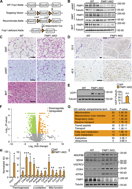 Adipocyte-specific ablation of FNIP1 promotes browning of WAT. (A) Schematic showing the generation of adipocyte-specific FNIP1 KO mice. (B) Representative Western blot analysis of FNIP1 protein expression in eWAT, iWAT, and BAT from indicated male mice. n = 8 mice per group. (C) H&E staining of iWAT, eWAT, and BAT of indicated male mice. Scale bar: 20 μm. n = 8 mice per group. (D) IHC staining with a UCP1-specific antibody in iWAT sections of indicated male mice. Scale bar: 50 μm (20×) or 20 μm (40×). n = 8 mice per group. (E) Left: Representative Western blot analysis of entire iWAT lysates for male mice of the indicated genotypes. Right: Quantification of the UCP1/tubulin signal ratios. n = 8 mice per group. (F) Volcano plot showing fold changes versus P values for analyzed RNA-seq data generated from the iWAT of 8-wk-old male FNIP1 AKO mice compared with littermate controls (WT). Significantly upregulated genes are represented by orange dots, whereas downregulated genes are represented by green dots. (G) GO enrichment analysis of gene transcripts upregulated in male FNIP1 AKO iWAT. (H) Expression of genes (qRT-PCR) involved in the thermogenic and mitochondrial oxidative program in iWAT from the indicated male mice. n = 4–6 mice per group. (I) Representative Western blot analysis of entire iWAT lysates for male mice of the indicated genotypes. n = 11–12 mice per group. Values represent mean ± SEM. *, P < 0.05; **, P < 0.01; ***, P < 0.001. P value was determined using two-tailed unpaired Student’s t-test. Data are representative of two (B, C, D, and H) or three independent experiments (E and I). Source data are available for this figure: SourceData F1.