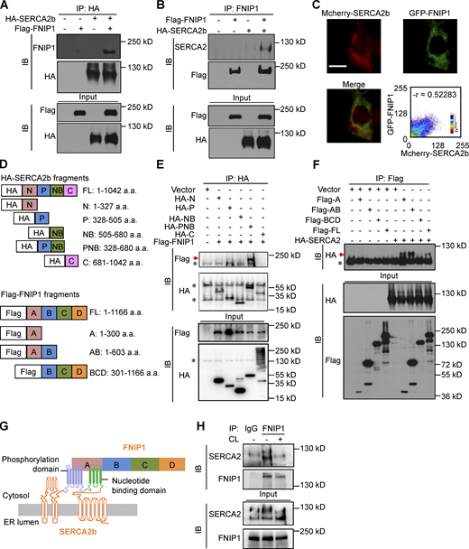 FNIP1 interacts with ER Ca2+-ATPase SERCA. (A and B) Co-IP experiments were performed by co-transfecting HA-SERCA2b and Flag-FNIP1 in HEK293T cells, as indicated at the top. Extracts (input) from the HEK293T cells and proteins from the IP were analyzed by immunoblotting (IB). Representative results for co-IP are shown. n = 3 independent experiments. (C) GFP-FNIP1 and Mcherry-SERCA2b colocalized in the cytoplasm. Scale bar: 100 μm. (D) Top: Schematic diagrams of different HA-tagged SERCA2b constructs. Bottom: Schematic diagrams of different Flag-tagged FNIP1 constructs. a.a., amino acid. (E) Deletion of the P or NB region abolishes the coimmunoprecipitation of FNIP1 and SERCA2b. Representative results for co-IP are shown. n = 3 independent experiments. (F) Deletion of the A region abolishes the co-IP of SERCA2b and FNIP1. Representative results for co-IP are shown. n = 3 independent experiments. (G) The schematic depicts a proposed model for the FNIP1-SERCA2b interaction. (H) Co-IP of endogenous FNIP1 and SERCA2 using iWAT from male WT mice treated with NaCl or CL316,243 (1 mg/kg) for 1 h. Representative results for co-IP are shown. n = 3 independent experiments. Data are representative of three independent experiments (A–C, E, F, and H). Source data are available for this figure: SourceData F5.