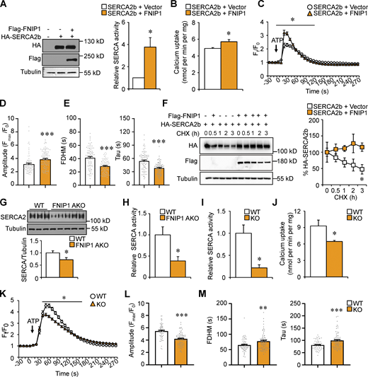 FNIP1 affects SERCA activity and modulates intracellular Ca2+homeostasis. (A) Left: Western blot analysis confirms the expression of Flag-tagged FNIP1 and HA-tagged SERCA2b in indicated cells. Right: SERCA ATPase activity in HEK293T cell homogenates. n = 3 independent experiments. (B) Ca2+-transporting activity of microsomes prepared from HEK293T cells expressing the indicated proteins. n = 4 independent experiments. (C–E) Ca2+ transients in HEK293T cells expressing mCherry-SERCA2b together with or without FNIP1 protein. Ca2+ dynamics were monitored using Fluo-4 AM in cells following exposure to 100 nM ATP. n = 81–85 cells per group from four independent experiments. Quantitative analysis of the Fluo-4 AM fluorescence intensity (Ft/F0; C). Quantitation of amplitude (D), FDHM, and time constant Tau (E) of Ca2+ transients. (F) HEK293T cells were co-transfected with plasmids encoding HA-SERCA2b, Flag-FNIP1, or control vector. Left: CHX treatment of cells for the indicated time. Right: Quantification of the SERCA2b protein levels. n = 3 independent experiments. (G) Top: Western blot analysis of SERCA2 protein expression in iWAT of indicated male mice. Bottom: Quantification of SERCA2/Tubulin signal ratios. n = 10–12 mice per group. (H) SERCA ATPase activity in iWAT homogenates from male WT and FNIP1 AKO mice. n = 4–5 mice per group. (I) SERCA ATPase activity in cell homogenates from differentiated white adipocyte isolated from iWAT of WT and FNIP1 KO mice. n = 3 independent experiments. (J) Ca2+-transporting activity of microsomes prepared from differentiated white adipocyte isolated from iWAT of male WT and FNIP1 KO mice. n = 4 independent experiments. (K–M) Ca2+ transients in differentiated white adipocyte isolated from iWAT of male WT and FNIP1 KO mice. Ca2+ dynamics were monitored using Fluo-4 AM in cells following exposure to 100 nM ATP. n = 62–72 cells per group from three independent experiments. Quantitative analysis of the Fluo-4 AM fluorescence intensity (Ft/F0; K). Quantitation of amplitude (L), FDHM, and time constant Tau (M) of Ca2+ transients. Values represent mean ± SEM. *, P < 0.05; **, P < 0.01; ***, P < 0.001. P value was determined using two-tailed unpaired Student’s t-test. Data are representative of three (A, F–I, and K–M) or four independent experiments (B–E and J). Source data are available for this figure: SourceData F6.