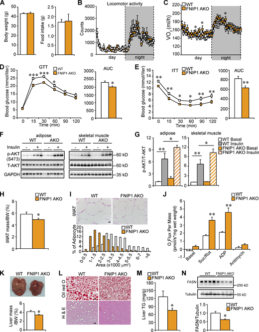Lack of adipocyte FNIP1 improves systemic glucose homeostasis and alleviates hepatic steatosis in obese mice. (A) Left: Body weight of indicated male mice fed on HFD for 16 wk. n = 18–21 mice per group. Right: Food consumption per day. n = 6–12 mice per group. (B) Locomotor activity over 12-h light/dark cycle. n = 12–13 mice per group. (C) Oxygen consumption per hour during the light/dark cycle. n = 14–15 mice per group. (D) Left: GTT. Prior to studies, mice were fasted overnight. Right: Area under the curve for GTT is shown. n = 13–16 mice per group. (E) Left: ITT. Prior to studies, mice were fasted for 4 h. Right: Area under the curve for ITT is shown. n = 13–16 mice per group. (F) Representative Western blot analysis of Akt (S473) phosphorylation status relative to total AKT (T-AKT) in adipose and skeletal muscle 30 min after an intraperitoneal injection of insulin (2 U/kg) or saline in indicated male mice fed an HFD. All mice were fasted overnight before insulin or saline injection. (G) Quantification of p-AKT (S473)/T-AKT signal ratios. n = 3–4 mice per group. (H) Weights of iWAT normalized to body weight. n = 10–11 mice per group. (I) Top: Representative H&E staining of iWAT from indicated male mice fed an HFD. Scale bar: 20 μm. (Bottom) Cross-sectional areas of iWAT were measured by ImageJ. n = 5–7 mice per group. (J) Mitochondrial respiration rates were determined from the iWAT of the indicated male mice fed on HFD using succinate as substrate. n = 5–6 mice per group. (K) Top: Picture of liver from indicated male mice fed an HFD. Bottom: Weights of liver mass normalized to body weight. n = 10–11 mice per group. (L) Oil-Red (top) and H&E stain (bottom) of liver from HFD-fed male FNIP1 AKO mice and WT controls. Scale bar: 20 μm. n = 6–9 mice per group. (M) Liver triglyceride levels from HFD-fed male FNIP1 AKO mice and WT controls. n = 6–10 mice per group. (N) Top: Representative Western blot analysis of liver lysates for HFD-fed male mice of the indicated genotypes. Bottom: Quantification of the FASN/tubulin signal ratios. n = 4 mice per group. Values represent mean ± SEM. *, P < 0.05; **, P < 0.01; ***, P < 0.001. P value was determined using two-tailed unpaired Student’s t-test (A, H–K, M, and N), one-way ANOVA and Fisher’s LSD post-hoc test (G), or two-way ANOVA and Fisher’s LSD post-hoc test (B–E). Data are representative of two independent experiments (A–N). Source data are available for this figure: SourceData F8.
