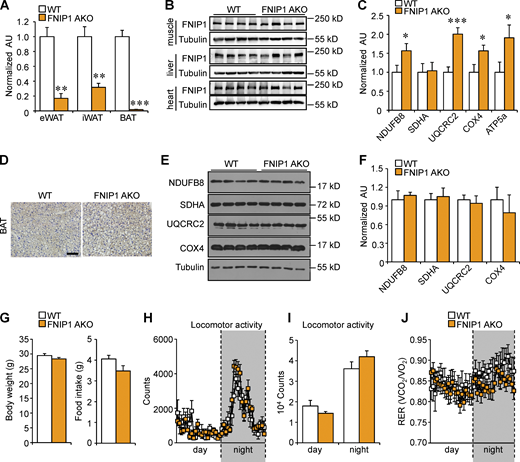 Generation and characterization of mice with adipocyte-specific disruption of the Fnip1 gene. (A) qRT-PCR analysis of Fnip1 expression in eWAT, iWAT, and BAT of male WT and FNIP1 AKO mice. n = 3–6 mice per group. (B) Representative Western blot analysis of FNIP1 protein expression in skeletal muscle, liver, and heart from indicated male mice. n = 8 mice per group. (C) Quantification of the NDUFB8/tubulin, SDHA/tubulin, UQCRC2/tubulin, COX4/tubulin and ATP5A/tubulin signal ratios in Fig. 1 I were normalized (= 1.0) to the WT control mice. n = 11–12 mice per group. (D) IHC staining with a UCP1-specific antibody in BAT sections of indicated male mice. Scale bar: 20 μm. n = 8 mice per group. (E) Representative Western blot analysis of BAT lysates for male mice of the indicated genotypes using the indicated antibodies. (F) Quantification of the NDUFB8/tubulin, SDHA/tubulin, UQCRC2/tubulin, and COX4/tubulin signal ratios in E were normalized (= 1.0) to the WT controls. n = 4 mice per group. (G) Body weight of 12-wk-old male WT or FNIP1 AKO mice. n =8–12 mice per group. (H–J) Metabolic cage measurements of 16-wk-old male WT and FNIP1 AKO mice. n = 7–10 mice per group. Food consumption per day. (H and I) Locomotor activity over 12-h light/dark cycle. (J) Respiratory exchange rate (RER) during the light/dark cycle. Values represent mean ± SEM. *, P < 0.05; **, P < 0.01; ***, P < 0.001. P value was determined using two-tailed unpaired Student’s t-test (A, C, F, G, and H), or two-way ANOVA and Fisher’s LSD post-hoc test (H and J). Data are representative of at least two independent experiments (A–F). Source data are available for this figure: SourceData FS1.