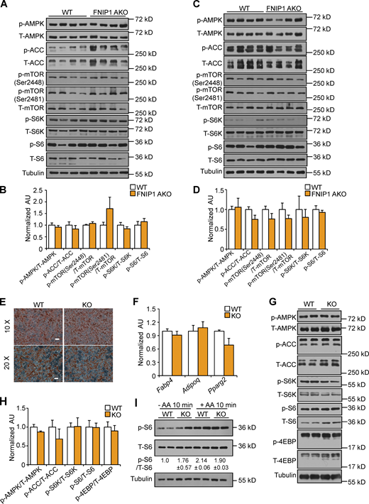 Deletion of FNIP1 does not affect AMPK and mTORC1 signaling in adipocytes. (A and C) Representative Western blot analysis of iWAT (A) or BAT (C) lysates for male mice of the indicated genotype. (B and D) Quantification of Western blot results in A or C. n = 4–13 mice per group. (E) Representative Oil-Red-O staining of differentiated white adipocyte isolated from iWAT of male WT and FNIP1 KO mice at low magnification (top) and at high magnification (bottom). Scale bars: 10×, 100 μm; 20×, 50 μm. n = 3 independent experiments. (F) Gene expression (qRT-PCR) in primary adipocytes. n = 4 independent experiments. (G) Representative Western blot analysis performed with differentiated white adipocyte isolated from iWAT of male WT and FNIP1 KO mice. (H) Quantification of Western blot results in G. n = 3 independent experiments. (I) Representative Western blot analysis of p-S6 activation in WT and FNIP1 KO adipocytes. Cells were starved (50 min) or starved and re-stimulated with amino acids (AA) for 10 min, as indicated. Quantification of the p-S6/S6 signal ratios were presented below the corresponding bands. n = 3 independent experiments. Values represent mean ± SEM. P value was determined using two-tailed unpaired Student’s t-test. Data are representative of at least three independent experiments (A, C, E–G, and I). Source data are available for this figure: SourceData F3. Refer to the image caption for details.