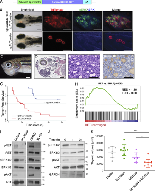Adaptive resistance and efficacy of combined treatment with RET and FGFR inhibitors in a transgenic model of RET-rearranged thyroid cancer. (A) Schematic of tol2 transgene constructed to express CCDC6-RET fusion under control of a zebrafish thyroglobulin promoter (tg). (B) Fluorescence imaging of transgenic larval zebrafish at 7 dpf. Expression of CCDC6-RET (top) compared with wild-type thyroid (bottom). Thyroid cells are visualized in follicles and express TdTomato. ERK activation analyzed by whole-mount in situ fluorescence microscopy, pERK (green) and tERK (blue). Scale bar for bright-field images = 2 mm; scale bar for fluorescence confocal = 100 μm. Four transgenic larvae were imaged, and a representative animal is shown. (C and D) Juvenile zebrafish (28 dpf) with mass protruding from ventral jaw (C) and corresponding histopathologic section (D), H&E stained. (A) Representative tumor-bearing animal is shown from a clutch of 28 tumor-bearing animals; scale bar = 5 mm. (E) High-resolution photomicrograph from RET transgenic zebrafish tumor; scale bar = 100 μm. This image is also used in Fig. S4 H. (F) Immunohistochemical staining for thyroglobulin performed on a RET transgenic zebrafish tumor, scale bar = 100 μm. (G) Tumor-free survival curve comparing transgenic RET zebrafish (red, n = 110) to transgenic BRAF(V600E);p53(M214K); blue, n = 37) zebrafish. (A) log-rank test was used to compare tumor-free survival; **, P < 1 × 10−4. (H) GSEA using a zebrafish RET gene signature (n = 178 genes; Table S1) and examining papillary thyroid cancers (TCGA) stratified by RET-rearranged status in the TCGA cohort. Statistical tests were performed using the GSEA software. (I) Western blot analysis of phospho-RET, phospho-ERK, and phospho-AKT in lysates harvested from tumors exposed to BLU6864 or XL184. (J) Western blot analysis of ERK activation in lysates prepared from zebrafish tumors after treatment with RET inhibitors over time. A representative Western blot is shown from three independent experiments. (K) Comparison of thyroid volume from RET transgenic animals treated with BLU6864, BGJ398, or the combination. Larval zebrafish were treated from 3 to 12 dpf, and thyroid volume was measured using confocal microscopy. The mean and SD are displayed. Each transgenic animal is represented by a symbol. Statistical significance was assessed by Student’s t test; *, P < 0.01; ***, P < 0.001.