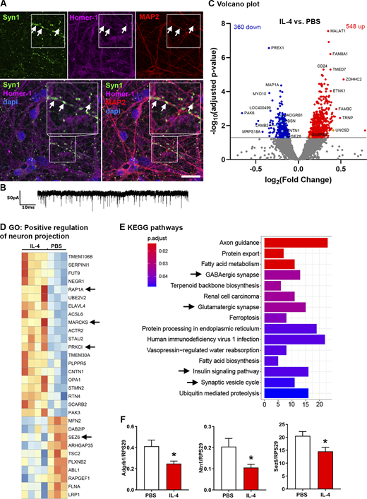 Human neurons build synapses and alter transcriptional programs in response to IL-4. (A) Immunocytochemistry for Syn1 (green), Homer-1 (magenta), MAP2 (red), and Dapi (blue), showing human neurons build synapses (arrows) at 35 d in vitro. Scale bar = 25 µm. (B) Patched human neurons displaying spontaneous electrical activity. (C) RNAseq on human neurons treated for 7 d with IL-4 (n = 4) or PBS (n = 3): Volcano plot of differentially regulated genes. (D) GO term for positive regulation of neuron projection (GO: 0010976) showing, among others, signaling molecules (arrows). (E) KEGG pathway analysis showing regulation of relevant synaptic pathways (arrows). (F) RT-qPCR on murine IL-4–treated neurons. Representative quantifications of two independent experiments (PBS, n = 3; IL-4, n = 6); mean ± SEM. Statistics (F): Bayesian analysis, accuracy, * >80% (see Data S1). Refer to the image caption for details.