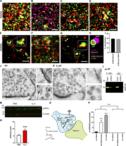 IL-4Rα pathway in the presynapse. (A–D) Exemplary images of STED microscopy for IL-4Rα and synaptic markers in hippocampal stratum radiatum of adult mice. Representative images of two independent experiments. Boxed areas are enlarged for improved visualization. (A) IL-4Rα (green) colocalizes (arrows) with presynaptic Syn1 (red). (B) IL-4Rα is in close proximity (arrow) to the active zone protein Bsn (red), but not to Homer-1 (magenta, arrowhead). (C) Inhibitory synapses marked by VGAT (red) also express IL-4Rα (arrows). (D) IL-4Rα expression in excitatory synapses marked by VGLUT1 (red, arrows). (E–G) STED microscopy in human postmortem brain tissue shows overlap (arrows) of IL-4Rα (green) with (E) Syn1 (red), (F) VGLUT1 (red), and (G) VGAT (red). (H) Schematic summary of presynaptic IL-4Rα localization. (I) Quantification of colocalization of IL-4Rα with VGLUT and VGAT in murine stratum radiatum. (J) ImmunoEM of synapse in stratum radiatum of Balb/C WT (The Jackson Laboratory) showing expression on the membrane (arrows) and vesicles (arrowhead). (K) Expression is abolished in Balb/C.il4ra−/− synapse. Boxed areas (1–4) are enlarged for improved visualization. Representative images of three independent experiments. (L) Co-IP with anti–IL-4Rα or isotype IgG control on synaptosomes shows presence of GAP-43 (∼50 kD) in the presynaptic signaling pathway. Input represents total synaptosome lysate; output corresponds to the co-IP product; GAP-43 was absent in isotype control. Based on three independent experiments. (M) Representative Western blot (three independent experiments) of pPKCγ (∼90 kD) and β-actin (∼40 kD) for PBS and IL-4–treated ultrapure synaptosomes. (N) Quantification shows induction of PKCγ phosphorylation by IL-4 (n = 6) compared to PBS (n = 5). (O) Schematic representation of IL-4R signaling pathway in presynapse. (P) Quantification of IL-4 expression relative to RPS29, normalized to spleen reveals IL-4 expression in hippocampus and cortex, abolished in IL-4 KO (n = 4 per group). Scale bars = 1 µm (A–G); 50 nm (J and K). Plots (I, N, and P) depict mean ± SEM. Statistics: Bayesian analysis, accuracy, * >80%, ** >90%, *** >95% (see Data S1). Source data are available for this figure: SourceData F4.