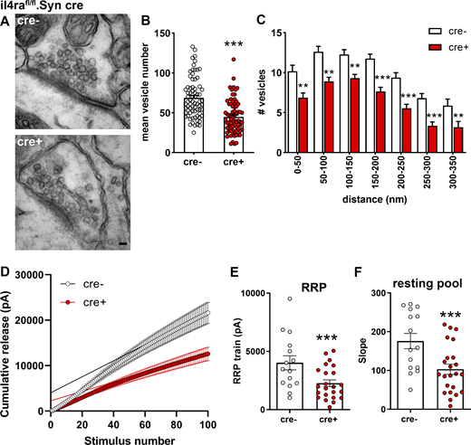 Functional consequences of IL-4Rα deficiency on synaptic vesicle pools. (A) Representative EM images from two independent experiments of synapses in hippocampal stratum radiatum of il4rafl/fl.Syn cre+ and cre− littermates. (B) Quantification of vesicle numbers (cre−n = 6, 72 synapses; cre+n = 6, 73 synapses) shows reduction in cre+ mice compared to cre− controls. (C) Quantification of vesicle numbers at defined distances from the active zone. (D–F) Cumulative EPSC amplitudes in patched CA1 neurons (15–22 neurons from at least three littermates per genotype) after train stimulations of 100 pulses at 20 Hz show a reduction of the (E) RRP (y-intercept) and (F) resting pool (slope) of synaptic vesicles. Pooled data from two independent experiments. Scale bar = 50 nm (A). Plots (E and F) depict mean ± SEM. Statistics: (C) two-way ANOVA, ** P < 0.01, *** P < 0.001; (B, E, and F) Bayesian analysis, accuracy, * >80%, ** >90%, *** >95% (see Data S1).