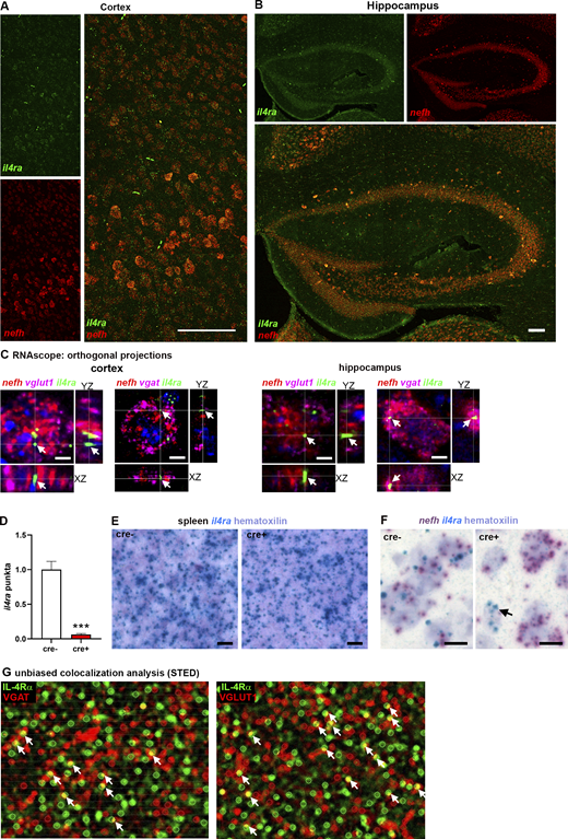 Neuronal expression of IL-4Rα. (A and B) RNAscope for il4ra, nefh on adult C57Bl/6J brains (representative images of three independent experiments) showing coexpression of il4ra (green) and nefh (red) in neurons in cortex, throughout the layers, and hippocampus, in CA regions and dentate gyrus. (C) Orthogonal projections of RNAscope signals in single neurons reveal coexpression of mRNA of il4ra (green), nefh (red), and vglut1 (magenta, left panels) as well as vgat (magenta, right panels) in excitatory neurons of cortex and hippocampal CA1. (D) Quantification of il4ra exon 7 punctae showing abolishment of signal in il4rafl/fl.Syn cre+ mice compared with cre− littermates (n = 3, pooled from two independent experiments; mean ± SEM). (E) BaseScope on spleen shows non-neuronal cells in cre+ and cre− littermates express il4ra mRNA, excluding off-target effects of cre (representative images of two independent experiments). (F) BaseScope analysis of il4ra and nefh mRNA reveals abolished il4ra mRNA signal in nefh+ neurons, but not in a non-neuronal cell (arrow) in cre+ littermates (representative images of two independent experiments). (G) Unbiased colocalization analysis of IL-4Rα (green) and VGAT (red, left panel), as well as VGLUT1 (red, right panel) for the quantification of colocalization (yellow, arrows; based on three biological replicates). Statistics: (D) Bayesian analysis, accuracy, *** > 95% (see Data S1). Refer to the image caption for details.