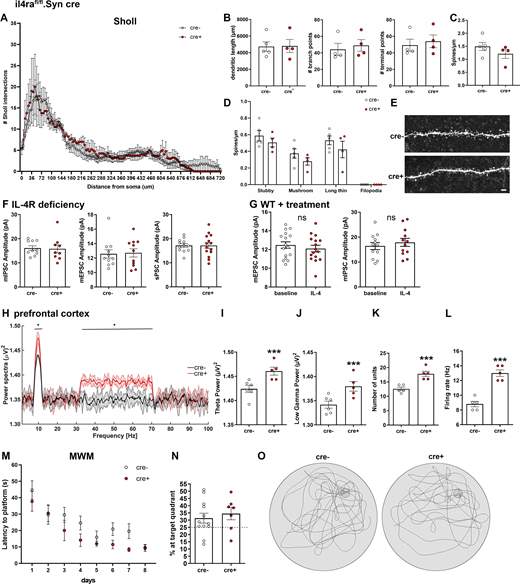 Neuronal IL-4R deficiency has no effects on dendrite morphology, PSC amplitudes, and Morris water maze. Analysis of biocytin-filled patched CA1 neurons of P30 il4rafl/fl.Syn cre mice (cre−n = 5, cre+n = 4, littermates, pooled data from two independent experiments). (A and B) Sholl analysis reveals no differences in number of Sholl intersections, nor in (B) dendritic length, branch points, or terminal points. (C and D) Spine analysis shows no significant difference in spine density, nor in (D) spine morphology. (E) Exemplary images of spines of secondary dendrite of cre+ and cre− mice. Scale bar = 2 µm. (F) Amplitudes of mEPSCs, mIPSCs, and sPSCs were unchanged in il4rafl/fl.Syn cre mice (9–10 neurons from at least three littermates per genotype, representative data from two independent experiments). (G) Amplitudes of mEPSCs and mIPSCs were unchanged after treatment with IL-4 (10–14 neurons from at least three mice per treatment, representative data from two independent experiments). (H–L) In vivo recordings of LFPs in mPFC (two independent experiments) show an increase in θ and low γ waves in il4ra.fl/fl.Syn cre+ mice compared with cre− littermates (n = 5 each, male, 12- to 16-wk-old), accompanied by increased (K) number of units firing and (L) firing rate. (M) Morris water maze (MWM) test (two independent experiments) showed no difference in learning between cre+ and cre− littermates. (N) Mice spend equal times in the target zone at final test in MWM. (O) Representative graphs of swimming patterns at target test. Plots (B–D, F, G, and I–N) depict mean ± SEM. Statistics: (A, D, H, and M) two-way ANOVA, * P < 0.05; (B–C, F–G, I–L, and N) Bayesian analysis, accuracy, * >80%, ** >90%, *** >95% (see Data S1).