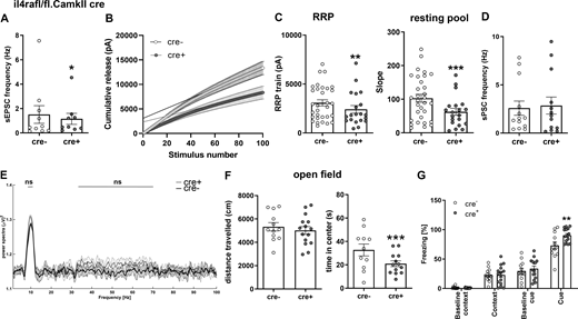 ll4rafl/fl.CamKIIα cre mice show mild phenotypes. Electrophysiology and behavior of excitatory neuronal IL-4Rα–deficient mice. (A) sEPSCs are decreased in cre+ mice (9–10 neurons from at least three littermates per genotype). (B and C) Train stimulation (21–32 neurons from at least three littermates per genotype) shows (C) a reduction of both the RRP and the resting vesicle pool. (D) sPSCs are unaltered (9–10 neurons from at least three littermates per genotype). (E) In vivo LFP recordings show no significant difference in θ and low γ power (n = 5 littermates per genotype). (F) Behavioral analysis (cre−n = 12, cre+n = 15, littermates, representative results of two independent experiments) showed that (F) Cre+ mice displayed no difference in open field locomotion, but spent less time in the open field center. (G) Cre+ mice displayed higher levels of freezing in response to the conditioned cue. Plots (A–D, F, and G) depict mean ± SEM. Statistics: (A and C–F) Bayesian analysis, accuracy, * >80%, ** >90%, *** >95% (see Data S1); (G) two-way ANOVA, ** P < 0.01. Refer to the image caption for details.