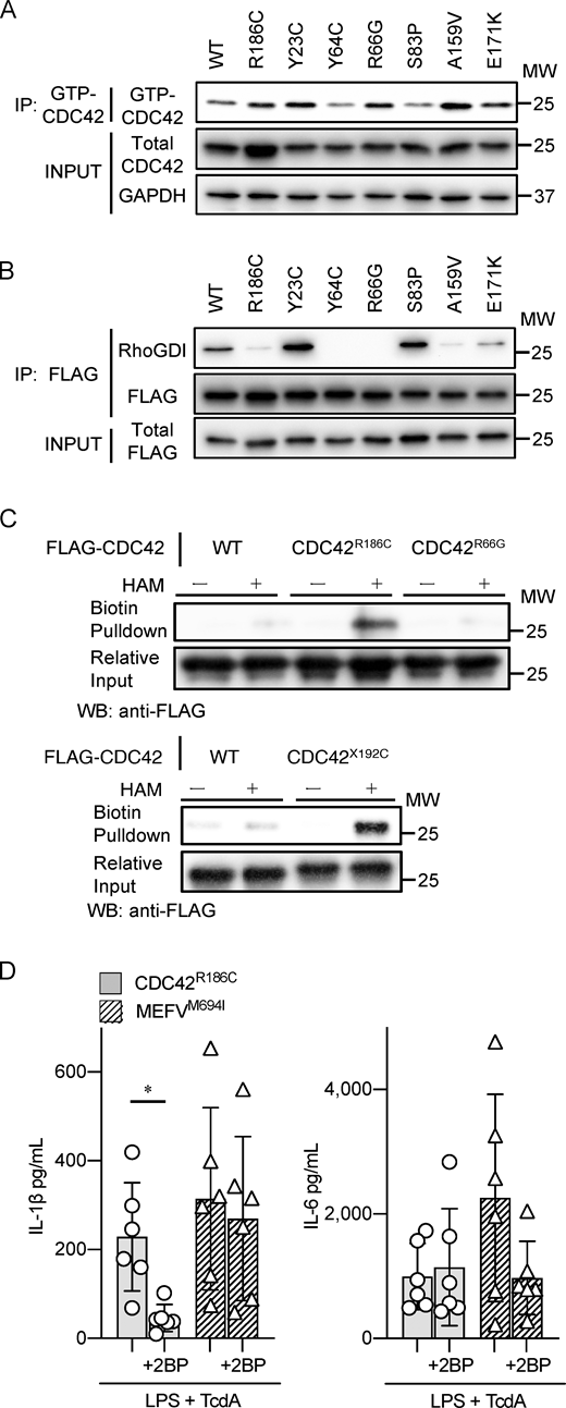 Palmitoylation of CDC42R186Cvariant causes IL-1β overproduction. (A) Immunoblot of GTP-bound CDC42 and total CDC42 in the lysates of HEK293T cells transiently expressing CDC42 variants. (B) Interaction of CDC42 variants with Rho-GDI assessed by immunoprecipitation (IPs) of FLAG-tagged CDC42 transiently expressed in HEK293T cells. (C) Acyl–biotin exchange assay to evaluate S-palmitoylation levels of FLAG-CDC42 variants expressed in HEK293T cells with or without HAM treatment. (D) IL-1β and IL-6 release from iPS-MPs carrying CDC42R186C and MEFVM694I cultured overnight with or without 2BP. Representative results of three independent experiments are shown in A–C, and the results in D are from two experiments with three clones. Statistical significance was determined by unpaired t test in D. *, P < 0.05. Source data are available for this figure: SourceData F3. Refer to the image caption for details.