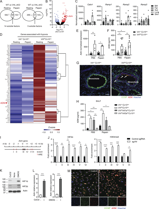 ADM expression is regulated by VHL–HIF2α axis. (A) Venn diagrams show the number of genes that were up- or downregulated in VHL cKO compared with WT epithelia under resting state and papain-induced inflammation. (B) Volcano plot of differential gene expression between bronchiolar epithelial cells from WT and cKO mice at steady state. FC, fold-change; FDR, false discovery rate. (C) Analysis of published RNA-seq data for ADM receptor expression in ILC2s from indicated tissues. BM, bone marrow. (D) Heat maps of the indicated gene expression Z-scores of bronchiolar epithelial cells from resting state or papain-treated WT or cKO mice as measured by RNA-seq. Each column represents the average of one group of samples. (E) Normalized expression of Adm in bronchiolar epithelial cells sorted from indicated mice. n = 3–5 samples/group for RNA-seq; each sample pooled from three mice. (F) Concentrations of ADM in the BAL fluid. (G) Representative section of the lung from WT and cKO mice stained for CCSP (green), ADM (red), and Hoechst (blue); 20× magnification; scale bar, 50 μm. Arrows point to ADM-positive cells. Data are representative of two independent experiments. (H) Concentrations of ADM in the BAL fluid from WT, VHL cKO, VHL/HIF1α DKO, and VHL/HIF2α DKO mice. n = 2–7 mice/group, pooled from more than two independent experiments. (E, F, and H) *, P < 0.05; **, P < 0.01 by one-way ANOVA followed by Tukey’s test. (I) Structural schematic of the mouse Adm gene with putative HREs. Black boxes for exon and red boxes for HRE are shown. (J) Binding of HIF2α and H3K4me3 on the Adm gene in control or VHL KO C22 cell line. Relative binding activity was normalized to binding in control cells. n = 3 sets/group. Data are representative of two independent experiments. (K) Cells were treated with CoCl2 or DMOG, and lysates were immunoblotted to analyze hypoxia induction in BEAS-2B cells. (L) The expression of Adm was determined qPCR. (M) Representative images of control and CoCl2-treated BEAS-2B cells stained for CCSP (green), ADM (red), and Hoechst (blue); 20× magnification; scale bars, 50 μm. (J and L) Data pooled from two or more independent experiments; bar graphs show mean ± SEM. *, P < 0.05; **, P < 0.01; ***, P < 0.001; ****, P < 0.0001 (Student’s t test). Source data are available for this figure: SourceData F6.