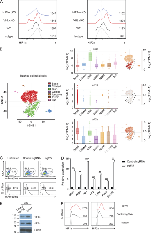 HIF expression by lung epithelial cells and generation of VHL knockout cell line. (A) Representative data shows HIF1α and HIF2α expression in bronchiolar epithelial cells of the indicated genotype. (B) Analysis of published (Montoro et al., 2018) single-cell RNA-seq transcriptional profiles of mouse tracheal epithelial cells. t-Distributed stochastic neighbor embedding (t-SNE) plots are colored by cluster assignment. Box plots show expression of Ccsp, Hif1a, and Hif2a in the indicated cell populations. (C) Flow cytometric analysis of transfection efficiency of C22 club cells. SSC, side scatter. (D) Gene expression of glycolytic enzymes by sorted VHL-deficient C22 cells and controls. Error bars indicate SEM; *, P < 0.05; **, P < 0.01; ***, P < 0.001; ****, P < 0.0001 (Student’s t test). (E) Immunoblotting analysis of HIFα induction in VHL-deficient C22 cells and controls. (F) Flow cytometric analysis of expression of HIFα in control or VHL KO C22 cell line. Source data are available for this figure: SourceData FS3. Refer to the image caption for details.