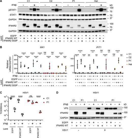 Reconstitution of patient fibroblasts with WT IFNAR2 restores IFNAR2 signaling, ISG induction and viral control. (A and B) Primary dermal fibroblasts from P1, two healthy controls (C1 and C2), and the heterozygous mother of P1 (Het) were transduced with lentiviral vectors encoding EGFP, IFNAR2 WT, or IFNAR2 p.Ser53Pro. 2 d after transduction, cells were pretreated with IFNβ 100 IU/ml for either (A) 30 min before being lysed and harvested for whole cell lysates for immunoblotting or (B) 6 h before being lysed and harvested for total RNA for RT-qPCR of MX1 and IFIT1 relative to GAPDH (mean ± SD of n = 3 independent repeats; **, P < 0.01; ***, P < 0.001; ****, P < 0.0001; ns, non-significant; two-way ANOVA with Tukey’s test for multiple comparisons). For A, one representative immunoblot of three independent experiments is shown. (C and D) SV40-immortalized dermal fibroblasts from P1 and a healthy control were transduced with lentiviral vectors encoding EGFP or IFNAR2 WT. 2 d after transduction, cells were pretreated with IFNβ 100 IU/ml for 24 h before infection with HSV1 (KOS strain) at an MOI of 1. At 24 h p.i., supernatants were harvested and titrated for (C) TCID50 (geometric mean ± SD of n = 3 independent replicates; ****, P < 0.0001; ns, non-significant; two-way ANOVA with Tukey’s test for multiple comparisons) and the cells were lysed for Western blotting for the HSV1 protein VP5, IFNAR2, and GAPDH as loading control (D). Source data are available for this figure: SourceData F5.