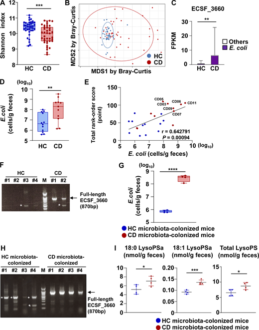 CD-associated dysbiotic microbiota led to elevated LysoPS production in the intestine. (A–C) Metagenomic shotgun-seq was conducted on fecal samples from 40 HCs and 43 patients with CD. (A) Shannon index for α-diversity. Data were analyzed by Welch’s t test. ***, P < 0.005. (B) Multidimensional scaling analysis performed using the Bray–Curtis index for β-diversity. Data were analyzed by PERMANOVA. P = 0.0001. (C) Fecal abundance of the ECSF_3660 gene according to the FPKM value (mean values ± SD from 40 HCs or 43 patients with CD). **, P < 0.01. (D) The amount of E. coli in the fecal samples used for lipidomic analysis. HC group, n = 12; CD group, n = 11. **, P < 0.01. (E) The correlation between the amount of E. coli (x axis) and total rank-order score of fecal concentration of lysophospholipids (y axis). HC group, n = 12; CD group, n = 11. Data were analyzed by simple linear regression. Patient IDs of six outliers (CD03, 05, 06, 07, 09, and 11) identified in Fig. 1 H are represented. (F) PCR-based detection of full-length ECSF_3660 in fecal DNA from four HCs or two CD patients. *, nonspecific band; M, marker. (G) The amount of E. coli in fecal samples from mice colonized with HC or CD microbiota 10 d after inoculation. n = 4/group. ****, P < 0.001. (H) PCR-based detection of full-length ECSF_3660 in fecal DNA from mice colonized with HC or CD microbiota 10 d after inoculation. n = 4/group. *, nonspecific band; M, marker. (I) Concentration of 18:0, 18:1, and total LysoPS in fecal samples 24 d after microbiota inoculation. n = 4/group. *, P < 0.05; ***, P < 0.005. Source data are available for this figure: SourceData F2.