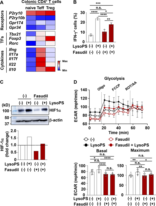 LysoPS activated the Rho-ROCK signaling pathway in in vitro–polarized Th1 cells. (A) Heatmaps of differentially expressed genes of LysoPS receptors, TFs, and cytokines in CD3+ CD4+ CD25− CD62L− CD44+ effector T cells, CD3+ CD4+ CD25− CD44− CD62L+ naive T cells, or CD3+ CD4+ CD25+ regulatory T cells from colonic lamina propria of C57BL/6J mice. (B) Percentage of IFN-γ–producing cells among CD4+ T cells cultured under Th1-polarized conditions with or without 10 µM 18:1 LysoPS in the presence or absence of 0.33 µM Fasudil (mean values ± SD from three independent experiments). *, P <0.05; **, P < 0.01; ****, P < 0.001. (C) Naive CD4+ T cells from mouse spleens were cultured under Th1-polarized conditions for 24 h, after which they were stimulated with 10 µM 18:1 LysoPS for 12 h and then used for immunoblotting with anti–HIF-1α and β-actin antibodies. Fold-change of HIF-1α protein was quantified using ImageJ. (D) Splenic naive CD4+ T cells were cultured under Th1-polarized conditions for 24 h, after which 10 µM 18:1 LysoPS was added into the culture with or without 0.33 µM Fasudil for 48 h. The basal and maximum ECAR were then analyzed in these cells. *, P < 0.05; **, P < 0.01; ****, P < 0.001. Graphs show mean values ± SD from at least seven wells. Data are representative of three independent experiments. All data were evaluated by one-way ANOVA. Source data are available for this figure: SourceData FS4.