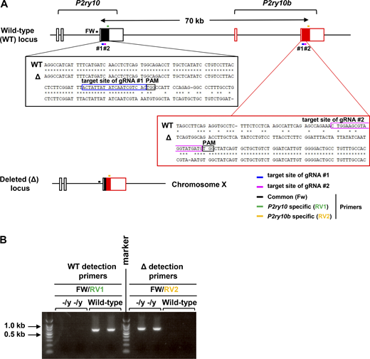 Generation of P2ry10- and P2ry10b-deficient mice. (A) Scheme of the Cas9/gRNA-targeting sites in the third exon of the P2ry10 gene and the second exon of the P2ry10b gene (top). The sequences of the P2ry10 and P2ry10b genes in the wild-type and mutated loci (middle). The structure of the P2ry10 and P2ry10b genes in the deleted loci (bottom). Black boxes, coding exons; white boxes, noncoding exons. (B) PCR detection of male mice with wild-type or deleted loci. The primer sets used are indicated in A. Source data are available for this figure: SourceData FS5.