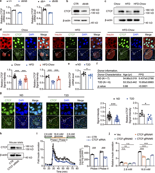 CTCF expression is downregulated in islets from obese and diabetic mice and humans. (a) Relative CTCF mRNA expression in islets from 12-wk-old ob/ob mice (n = 3 mice per group; data represent mean ± SEM) or 9-wk-old BKS-db/db mice (n = 5 mice per group; data represent mean ± SEM). The relative gene expression levels of CTCF were calculated using the expression values of CTCF in the RNA-Seq (ob/ob mice) or microarray datasets (BKS-db/db, GEO accession no. GSE31559), normalized to their respective controls. **, P < 0.01; ***, P < 0.001; two-tailed unpaired Student’s t test. (b) Representative immunoblots of total islet protein lysates from control (CTR) and 20-wk-old BKS-db/db mice (pooled islet sample from three mice). (c) Representative immunoblots of total islet protein lysates from Chow, HFD, and HFD-Chow mice (pooled islet sample from three mice). (d) Representative immunofluorescent images (up) and relative signal intensities of CTCF (down) in pancreas sections of indicated mouse groups. Data represent mean ± SEM (dots in left panel represent 34–43 islets from 4 to 5 mice; at least 6 islets/mice; dots in right panel represent 4–5 mice); ***, P < 0.001; one-way ANOVA. CTCF signal intensities were normalized to average signal intensity in Chow group. Scale bar, 10 μm (for zoomed-in view), 50 μm. (e) Relative CTCF mRNA expression in human islets from ND and T2D donors obtained from previously published microarray datasets. Data represent mean ± SEM (n = 6–7 donors per group); *, P < 0.05; two-tailed unpaired Student’s t test. (f) Donor information of ND and T2D donors. (g) Representative immunofluorescent images (left) and relative signal intensity of CTCF (right) in human pancreas sections obtained from ND and T2D donors in f. Data represent mean ± SEM (dots in left panel represent 57–75 islets from 6 to 7 donors; at least 6 islets per donor; dots in right panel represent 6–7 donors); *, P < 0.05; ***, P < 0.001; two-tailed unpaired Student’s t test. CTCF signal intensities were normalized to average signal intensity in control group. Scale bars, 10 μm (for zoomed-in view), 50 μm. (h) Immunoblots (left) of islets transduced with control siRNA (CTR) or CTCF siRNA. Islets were pooled from four wild-type mice. (i) Perifusion analyses of dynamic glucose-stimulated insulin secretion (left) and biphasic insulin release levels (right) of mouse islets as described in h. Islets were pooled from four wild-type mice. Data represent mean ± SD; n = 3 technical replicates; ***, P < 0.001; two-tailed unpaired Student’s t test. (j) GSIS of Min6 cell lines transduced with lentivirus delivering Cas9 and either control (Vec) or CTCF targeting (CTCF-gRNA#1–3) sgRNAs. Data represent mean ± SEM (n = 3); **, P < 0.01; ***, P < 0.001; two-way ANOVA. All panels report data verified in at least two independent experiments. Source data are available for this figure: SourceData F5. Refer to the image caption for details.