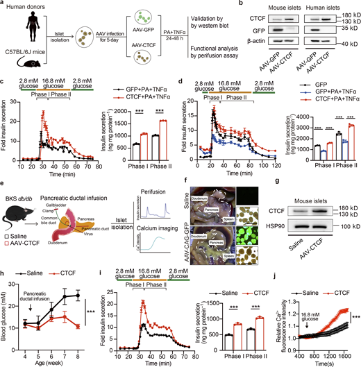 AAV-mediated restore of CTCF expression ameliorates β cell dysfunction ex vivo and in vivo. (a) Schematic representation of experimental procedures for b–d. (b) Immunoblots of total cell lysates from mouse or human islets transduced with AAVs expressing CTCF or GFP for 5 d, followed by treatment with TNFα (50 ng/ml) and PA (0.5 mM) for an additional 24 h. (c) Perifusion analyses of dynamic glucose-stimulated insulin secretion (left) and biphasic insulin release levels (right) of mouse islets as described in b. Each islet sample was pooled from at least three animals. Data represent mean ± SD; n = 3 technical replicates; ***, P < 0.001; two-tailed unpaired Student’s t test. (d) Perifusion analyses of dynamic glucose-stimulated insulin secretion (left) and biphasic insulin release levels (right) of human islets as described in b. Data represent mean ± SD; n = 3 technical replicates; ***, P < 0.001; one-way ANOVA. (e) Schematic diagram of pancreatic ductal infusion of AAV and experimental design for f–j. (f) Representative image of pancreas and islets underwent pancreatic ductal infusion of AAV-GFP. Scale bar, 500 μm. (g) Immunoblots of total cell lysates from mouse islets from BKS-db/db mice 5 wk following AAV pancreatic ductal infusion. (h) Random blood glucose levels of BKS-db/db mice injected with saline or AAV-CTCF via pancreatic ductal infusion. Data represent mean ± SEM (n = 6 mice per group). ***, P < 0.001; two-way ANOVA. (i) Perifusion analyses of dynamic glucose-stimulated insulin secretion (left) and biphasic insulin release levels (right) of islets isolated from BKS-db/db mice as described in g. Each islet sample was pooled from at least three animals. Data represent mean ± SD; n = 3 technical replicates; ***, P < 0.001; two-tailed unpaired Student’s t test. (j) Glucose-stimulated Ca2+ influx in islets isolated from db/db mice as described in g. Each islet sample was pooled from at least three animals. Data represent mean ± SEM (n = 53–60 islets per group); ***, P < 0.001; two-way ANOVA. All panels report data verified in at least two independent experiments. Source data are available for this figure: SourceData F6. Refer to the image caption for details.