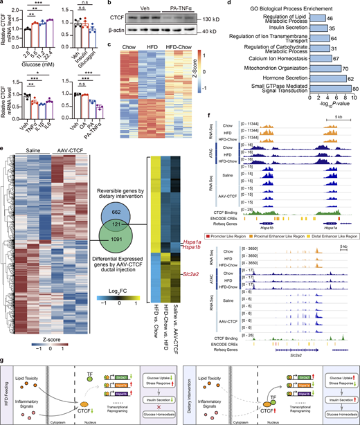 CTCF regulates glucose metabolism and stress response related gene expression in murine islets. (a) Relative CTCF mRNA expression in Min6 cells treated with indicated reagents for 12 h. Data represent mean ± SEM; n = 3–4 biological replicates; expression levels were normalized to their respective controls; *, P < 0.05; **, P < 0.005; ***, P < 0.001; one-way ANOVA; Veh, Vehicle. (b) Immunoblots of total cell lysates from Min6 cells treated with PA and TNFα. (c and d) Heatmap showing scaled, normalized read-counts (as Z-Score) of significantly reversible CTCF bound peaks in islets between HFD vs. Chow and HFD-Chow vs. HFD comparison and GO analysis of genes annotated to these peaks. Most significant and nonredundant biological processes with respective gene number and P value are shown. (e) Overlapping analysis of significantly altered genes in islets isolated from BKS-db/db mice treatment with AAV-CTCF or saline via pancreatic ductal infusion and reversible genes by dietary intervention. Heatmap representation of significantly altered genes between AAV-CTCF and saline treatments (left, normalized read-counts were shown as Z-Score), Venn plot between two datasets (middle), and heatmap representation of overlapped genes with similar regulatory trends (right) are shown. (f) Representative RNA-Seq and ATAC-Seq browser tracks displaying dietary intervention and CTCF overexpression regulated gene loci including Hspa1a, Hspa1b, and Slc2a2. CTCF CUT&Tag tracks and ENCODE annotated CREs are also displayed. (g) Schematic representation of the working model presented in this paper. Data in a and b are representative of at least two independent experiments. Source data are available for this figure: SourceData F7. Refer to the image caption for details.