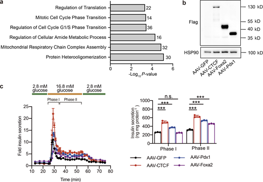 GO analysis of unaltered genes in ATAC-Seq and effects of AAV-mediated overexpression of CTCF, Foxa2, and Pdx1 on islet insulin secretion. (a) GO Biological Process enrichment analysis of genes annotated to peaks with their chromatin accessibility unaltered by dietary intervention (|log2FC (HFD-Chow vs. Chow)| > 0.5 AND NOT Reversible Peaks). (b) Immunoblot of total protein lysates from islets transduced with AAV expressing CTCF, Foxa2, Pdx1, or GFP (as control) for 5 d. (c) Dynamic glucose-stimulated insulin secretion (left) and quantified phase I and phase II insulin levels (right) from islets as treated in b. Islets were isolated from mice fed with HFD for 3 mo. Each islet sample was pooled from at least three animals. Data represent mean ± SD, n = 3 technical replicates; ***, P < 0.001; one-way ANOVA. Data in b and c are representative of two independent experiments. Source data are available for this figure: SourceData FS4.