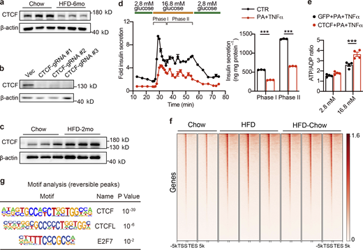 Regulation of CTCF expression, its effect on islet function, and CUT&Tag analysis of CTCF genome-wide binding profiles. (a) Immunoblot of total islet protein lysates from mice fed with HFD for 6 mo and their corresponding controls (n = 3 biological triplicates). (b) Immunoblot of total protein lysates from Min6 cells transduced with spCas9 and sgRNA expressing lentivirus. Cells transduced with lentivirus expressing only spCas9 were used as the control group (CTR). (c) Immunoblot of total islet protein lysates from mice fed with HFD for 2 mo and their corresponding controls (n = 3 biological triplicates). (d) Dynamic glucose-stimulated insulin secretion (left panel) and biphasic glucose-stimulated insulin release levels (right panel) of mouse islets treated with TNFα (50 ng/ml) and PA (0.5 mM) for 24 h. Each islet sample was pooled from at least three animals. Data represent mean ± SD; n = 3 technical replicates; ***, P < 0.001; two-tailed unpaired Student’s t test. (e) ATP/ADP ratio of CTCF or GFP expressing mouse islets under low-glucose (2.8 mM) or high-glucose (16.8 mM) conditions. Islets were treated with TNFα (50 ng/ml) and PA (0.5 mM) for 24 h prior to glucose stimulation. Each sample was pooled from at least three animals. Data represent mean ± SEM (n = 4 replicates of islet samples, each sample represents 20 IEQ islets); ***, P < 0.001; two-tailed unpaired Student’s t test. (f) Metagene heatmap of the genome-wide CTCF CUT&Tag peaks’ occupation in the −5 to +5 kb regions flanking the TSS in islets from indicated groups. In each treatment, CUT&Tag libraries were prepared using islets pooled from three mice, with 2–3 technical replicates. The scale bar indicates peak density. (g) Known motif analysis within reversible CTCF binding peaks. Consensus non-redundant motifs (Motif), transcriptional factor names (Name), and P values are shown. Data in a–e are representative of two independent experiments. Source data are available for this figure: SourceData FS5. Refer to the image caption for details.