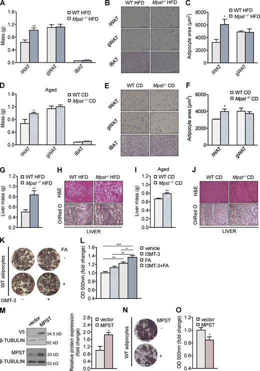 Increased adipocyte size, iWAT mass, and liver steatosis in Mpst−/−mice. (A) WT and Mpst−/− mice were fed HFD for 16 wk. After sacrifice, iWAT, gWAT, and iBAT mass were determined. (B and C) Representative photomicrographs from H&E-stained sections of the three adipose tissue types in the two groups (B) and adipocyte size measurements (C), quantified used ImageJ analysis software. (D–F) iWAT, gWAT, and iBAT mass (D), representative photomicrographs from H&E-stained sections (E), and adipocyte size measurements of indicated adipose tissue (F), isolated from aged (18 mo) WT and Mpst−/− mice fed CD. (G–J). Liver mass (G) and H&E- and Oil Red O–stained liver sections (H) of WT and MPST-lacking mice after 16 wk on HFD and 18 mo on CD (I and J). (K and L) Photomicrographs (K) and quantitation of lipid accumulation (L) in adipocytes in the presence and absence of an MPST inhibitor (I3MT-3). Preadipocytes were isolated from inguinal fat depots of WT mice and differentiated for 7 d. They were then treated with vehicle or I3MT-3 (50 μΜ) for 24 h before being exposed to FA. After incubation for 24 h, lipid accumulation was evaluated by Oil Red O staining. (M–O) WT differentiated adipocytes were transfected with an empty vector or an MPST-expressing vector, and lipid accumulation was measured by Oil Red O staining. MPST overexpression over endogenous MPST is quantified in the bar graph. Transfected MPST was V5-tagged. Optical density and protein expression are presented as ratio over vehicle (L) or vector (M and O) group. Data are presented as means ± SEM; *, P < 0.05; **, P ≤ 0.01; ***, P ≤ 0.001; A, D, G, and I, n = 6–7 and B, C, E, F, H, and J, n = 4 mice per group. K, M, and N, n = 4; L and O, n = 5–6 individuals cell cultures per group. Scale bar: 200 μm (B, E, H, and J) or 100 μm (K and N). Source data are available for this figure: SourceData F2.