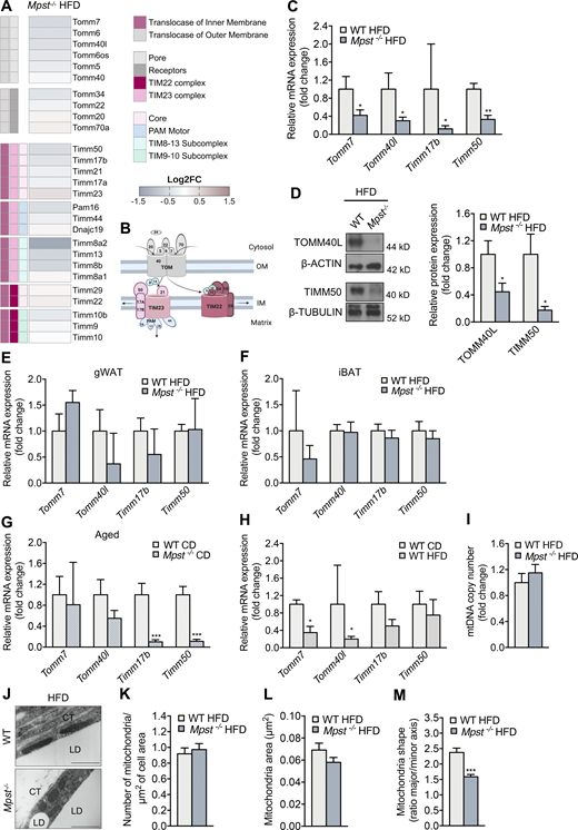 Mpst loss is associated with decreased transcript levels of TIM/TOM components in inguinal fat. (A) Heatmap depicting expression of the components of the translocase of the inner (TIM) and outer (TOM) membrane complex. FC, fold change. (B) Schematic representation of TIM/TOM complex architecture. (C and D) Differential gene and protein expression of selected TIM/TOM subunits between two genotypes was confirmed by RT-PCR (C) and Western blotting (D). (E and F)Tomm7, Tomm40l, Timm17b, and Timm50 expression in gWAT (E) and iBAT of WT and MPST-lacking mice fed a HFD (F). (G) Gene expression levels of selected TIM/TOM complex components in iWAT of aged WT and Mpst−/− mice fed a CD. (H)Tomm7, Tomm40l, Timm17b, and Timm50 expression in iWAT of WT mice fed CD or an HFD. (I) Mitochondrial number in iWAT from WT and Mpst−/− HFD mice was inferred by mitochondrial DNA content detected by RT-PCR. (J) Representative transmission EM photomicrograph from iWAT of WT and Mpst−/− mice after 16 wk of HFD. (K–M) Measurements of mitochondrial number (K), area (L), and shape (M) in iWAT of mice from the two genotypes on HFD. Gene expression and protein expression are presented as ratio over WT HFD (C–F and I) or WT CD (G and H) group. CT, connective tissue; LD, lipid droplet. Data are presented as means ± SEM; *, P < 0.05; **, P ≤ 0.01; ***, P ≤ 0.001; A and J, n = 3; C–F, n = 3–5; and G–I, n = 5–7 mice per group. K, n = 24–29 cells per group; L and M, n = 83–113 mitochondria per group. Scale bar: 1 μm (J). Source data are available for this figure: SourceData F4. Refer to the image caption for details.