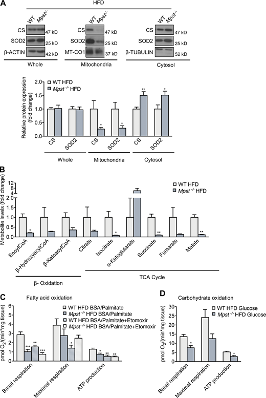 Mpst ablation reduces mitochondrial protein import, causing mitochondrial dysfunction. (A) Representative Western blots and quantitation of CS and SOD2 in total, mitochondrial, and cytosol lysates in iWAT from WT and MPST-lacking mice on HFD. (B) Targeted metabolomics analysis of β-oxidation and TCA cycle metabolites in iWAT from WT and Mpst−/− HFD mice. (C and D) Oxygen consumption rate measurements in iWAT of WT and Mpst−/− HFD mice in the presence of palmitate (C) or glucose (D) determined using a Seahorse Flux Analyzer. The assay protocol consisted of the subsequent addition of oligomycin, carbonyl cyanide-4 (trifluoromethoxy) phenylhydrazone, and a mixture of rotenone and antimycin A, as described in Materials and methods. Protein expression and metabolite levels are presented as ratio over WT HFD group. Data are presented as means ± SEM; *, P < 0.05; **, P ≤ 0.01; ***, P ≤ 0.001 (for C *vs. WT HFD BSA/Palmitate); A, n = 6–7; B, n = 3; C and D, n = 4–6 mice per group. Source data are available for this figure: SourceData F5. Refer to the image caption for details.