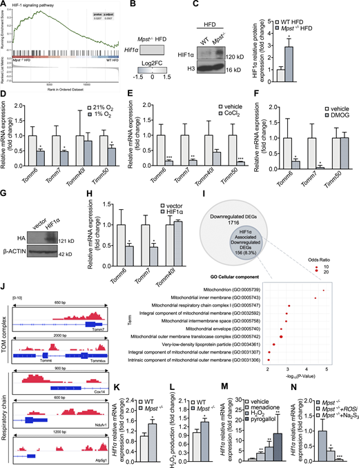 HIF1α contributes to TIM/TOM subunit expression. (A) Gene set enrichment analysis of the HIF pathway in iWAT Mpst−/− HFD mice. Data were obtained from RNA-seq. (B) HIF1α expression is upregulated in iWAT of Mpst−/− HFD mice. (C) Representative Western blot and quantitation of HIF1α in nuclear extracts of iWAT from WT and Mpst−/− HFD mice. FC, fold change; H3, histone 3. (D–F) Differentiated adipocytes were exposed to hypoxia (1% O2, 48 h; D), CoCl2 (300 μM, 24 h; E), or DMOG (1 mM, 48 h; F), and the expression levels of selected TIM/TOM complex components were measured by real-time PCR. (G and H) A nondegradable form of HIF1α was overexpressed in differentiated 3T3L1 adipocytes, and Tomm6, Tomm7, and Tomm40l levels were evaluated. Empty vector used a negative control. HIF1α was HA-tagged, so only the overexpressed HIF1α is detected using a HA antibody. (I) Venn diagram showing total and HIF1α-associated downregulated DEGs as defined by the respective RNA-seq and ChIP-seq datasets. GO enrichment analysis regarding Cellular Component of HIF1α-associated DEGs. (J) ChIP-seq was performed in the iWAT of Mpst−/− HFD; binding of HIF1α at the promoters of Tomm7 and Tomm6 and at the proximal DNA regulatory regions of respiratory complex subunits Cox14, Ndufv1, and Atp5g1 genes. The relative length of the represented genomic loci is also indicated. (K) HIF1α expression is upregulated in adipocytes from Mpst−/− mice. (L) H2O2 levels were measured using Amplex red in adipocytes from the two genotypes. (M) WT adipocytes were exposed to menadione (5 μM), H202 (150 μM), or pyrogallol (100 μM) for 24 h, and HIF1α mRNA levels were measured by RT-PCR. (N)Mpst−/− adipocytes were incubated for 24 h in 1% O2 in the absence or presence of ROS scavengers (ROSi: a combination of DMSO 130 mM, α-tocopherol 50 μM, and Tiron 10 mM) or Na2S3 (100 μM), and HIF1α mRNA levels were determined by RT-PCR. Gene expression and protein expression are presented as ratio over WT HFD (C), 21% O2 (D), vehicle (E, F, and M), vector (H), WT (K and L), and Mpst−/− (N) group. Data are presented as means ± SEM; *, P < 0.05; **, P ≤ 0.01; ***, P ≤ 0.001 (for M, * vs. vehicle; for N, vs. Mpst−/−); A and B, n = 3; C, n = 5; I, n = 1–3; J, n = 1 mouse/mice per group; D–F, H, K–M, n = 5–8; G, n = 1 individual cell cultures per group. Source data are available for this figure: SourceData F7. Refer to the image caption for details.